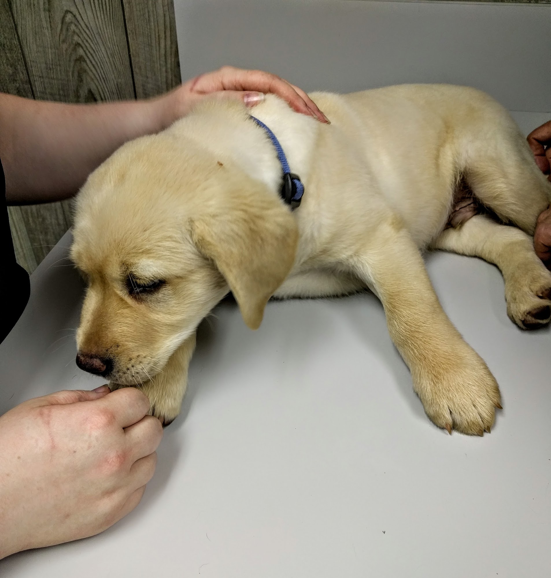 Veterinary Associates of Murfreesboro Murfreesboro