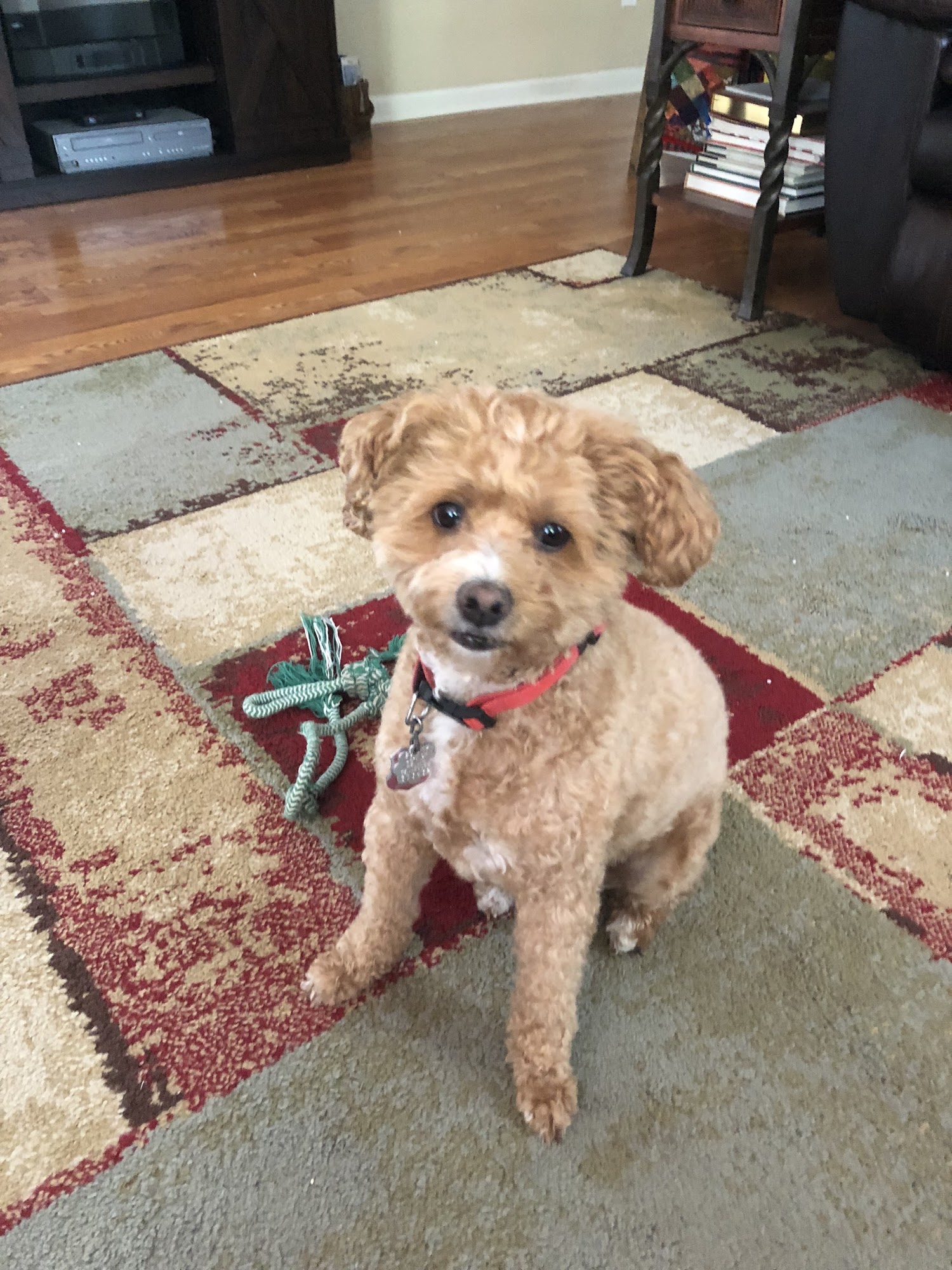 easyvet Veterinarian Murfreesboro Murfreesboro