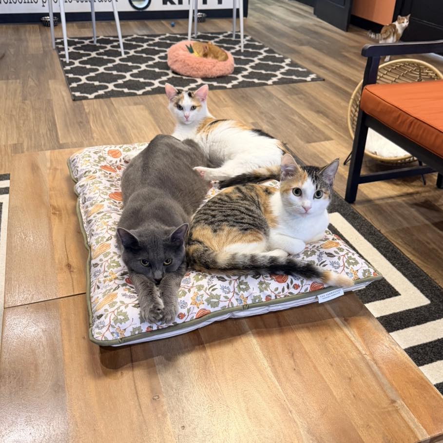 Catfeine Cat Cafe Murfreesboro