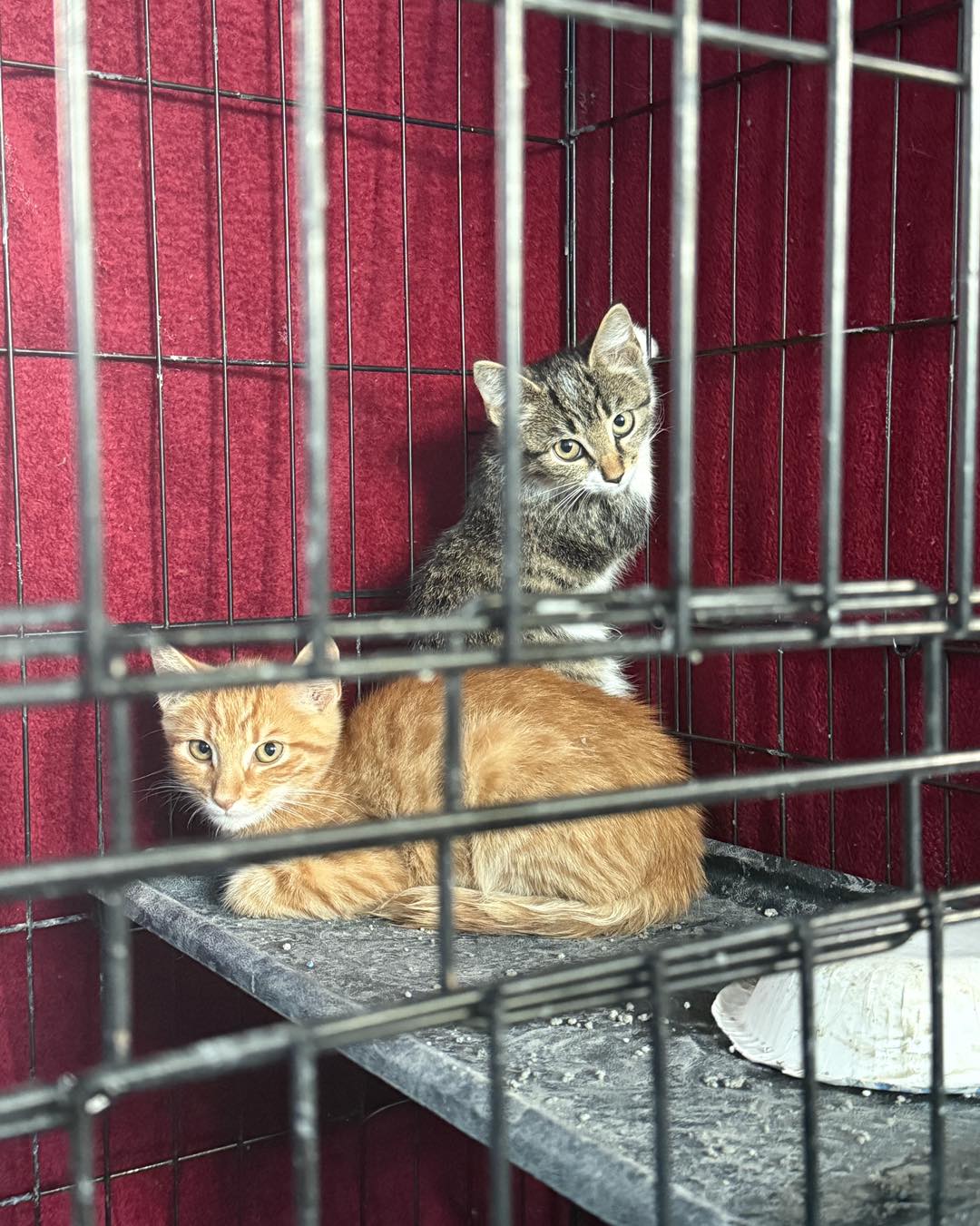 Catfeine Cat Cafe Murfreesboro