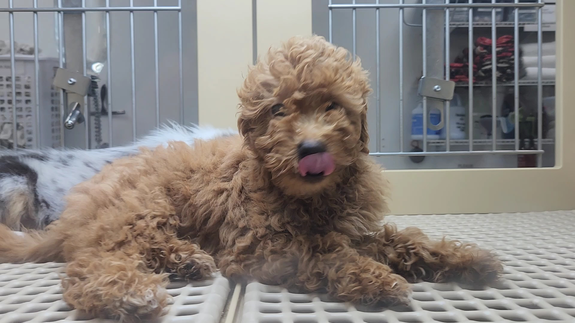 Petland Murfreesboro Murfreesboro