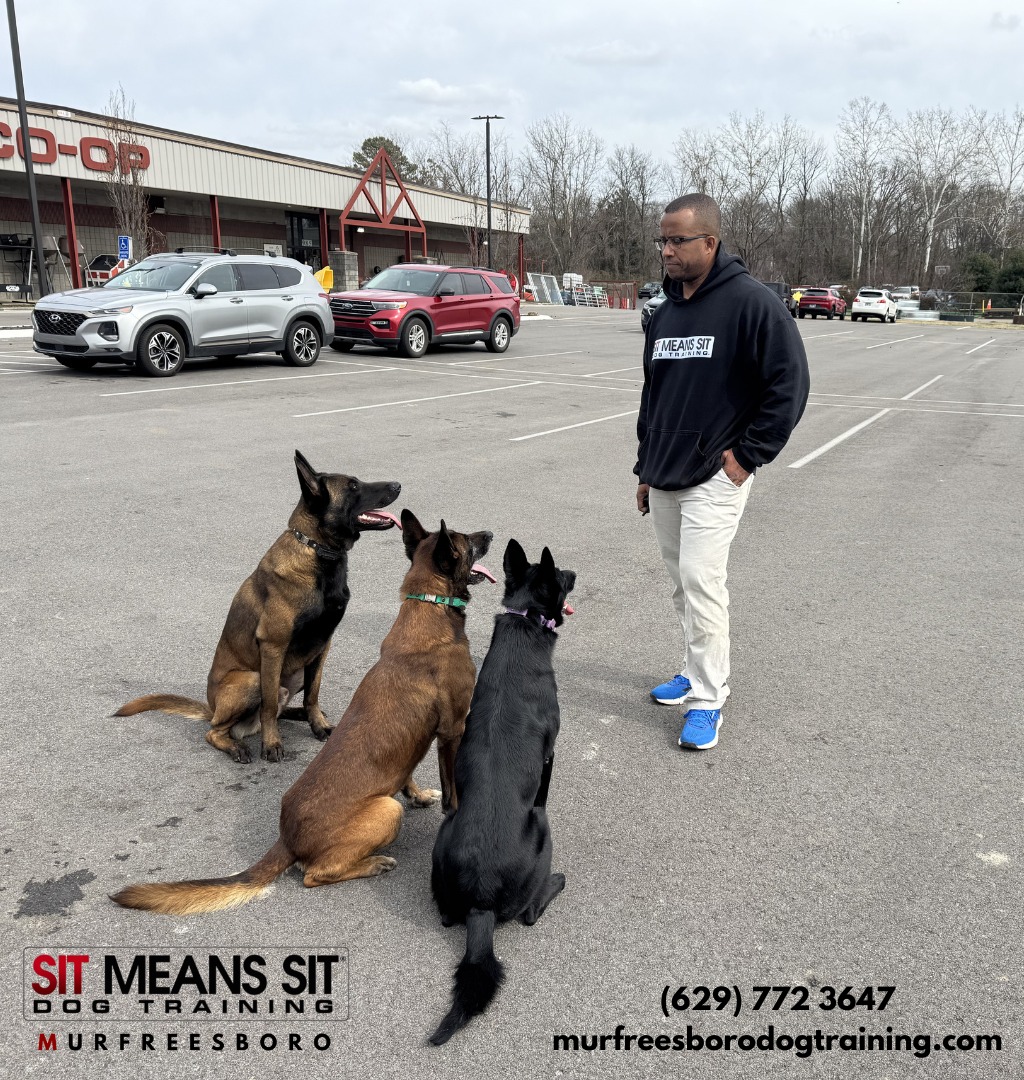 Sit Means Sit Dog Training - Middle Tennessee Murfreesboro