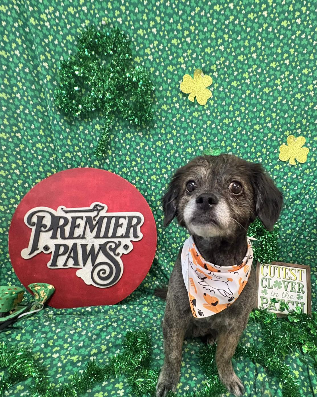 Premier Paws Pet Grooming Murfreesboro