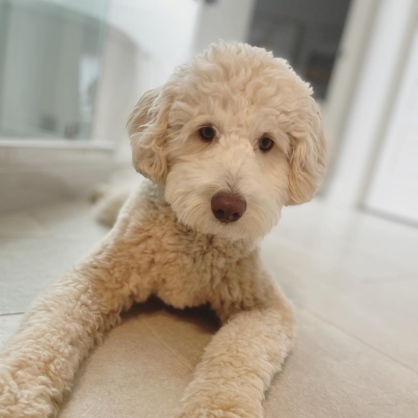 Paws and Effect Salon and Spa Murfreesboro