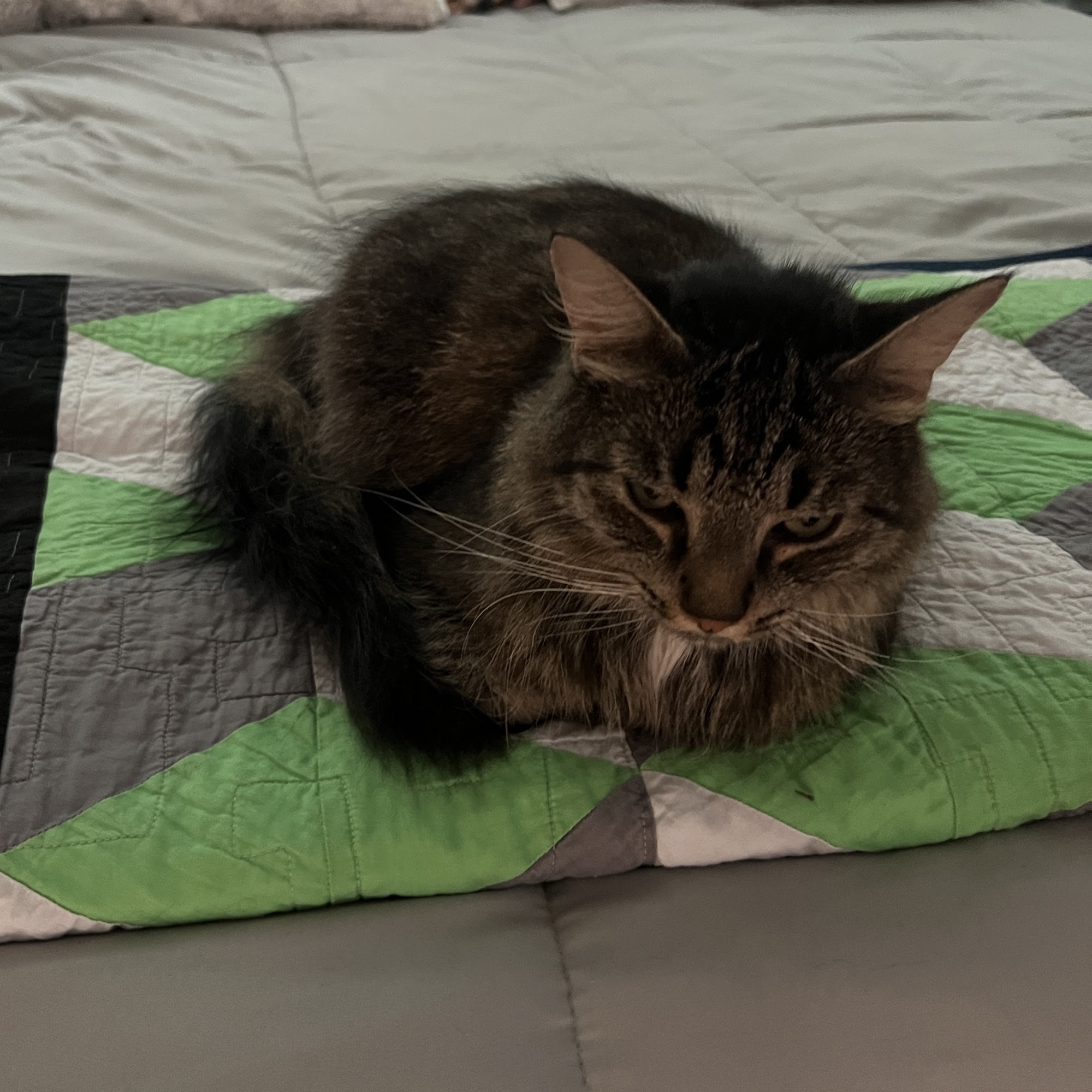 Paws and Effect Salon and Spa Murfreesboro