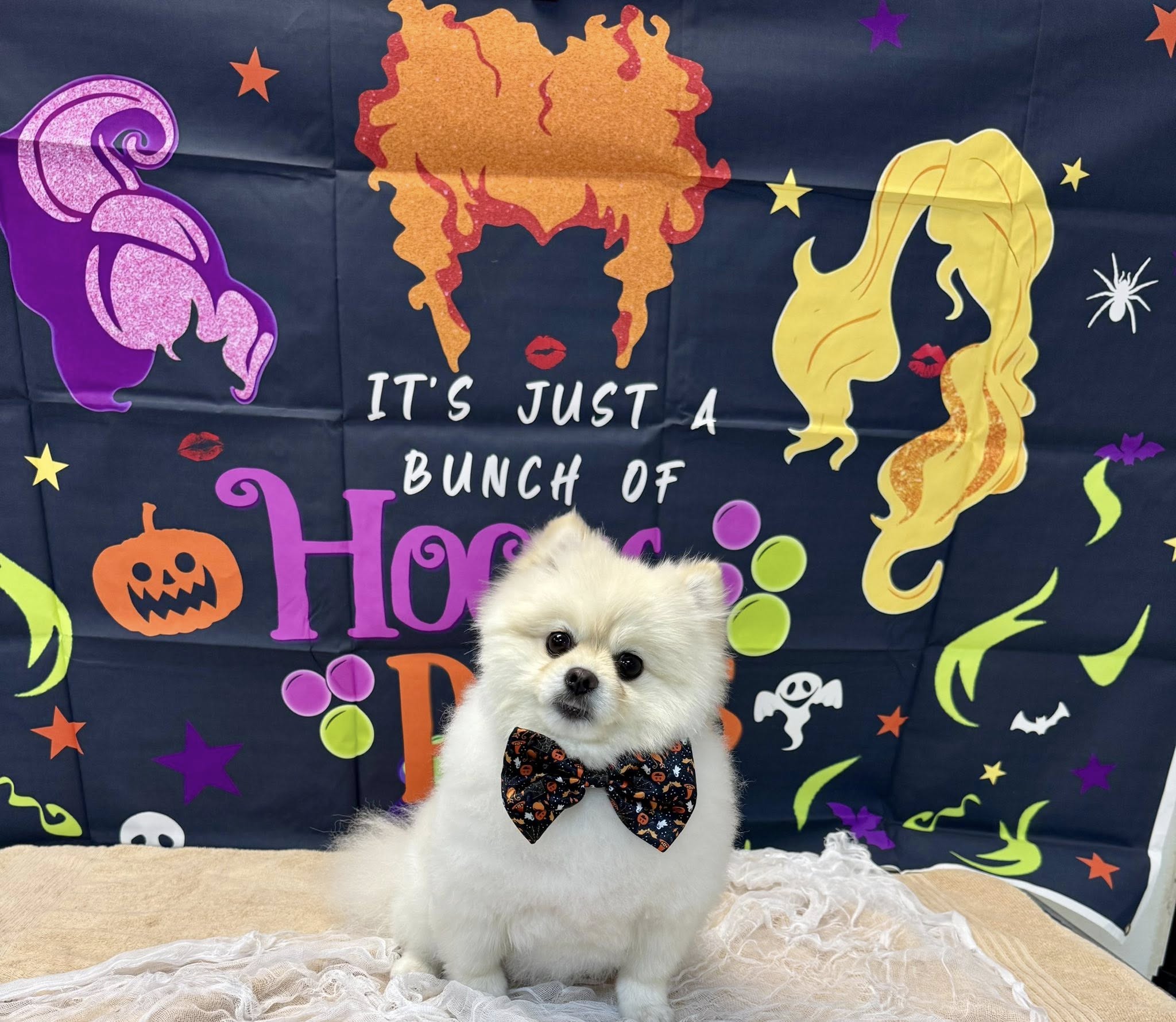 Pearly Pawz Pet Grooming Murfreesboro