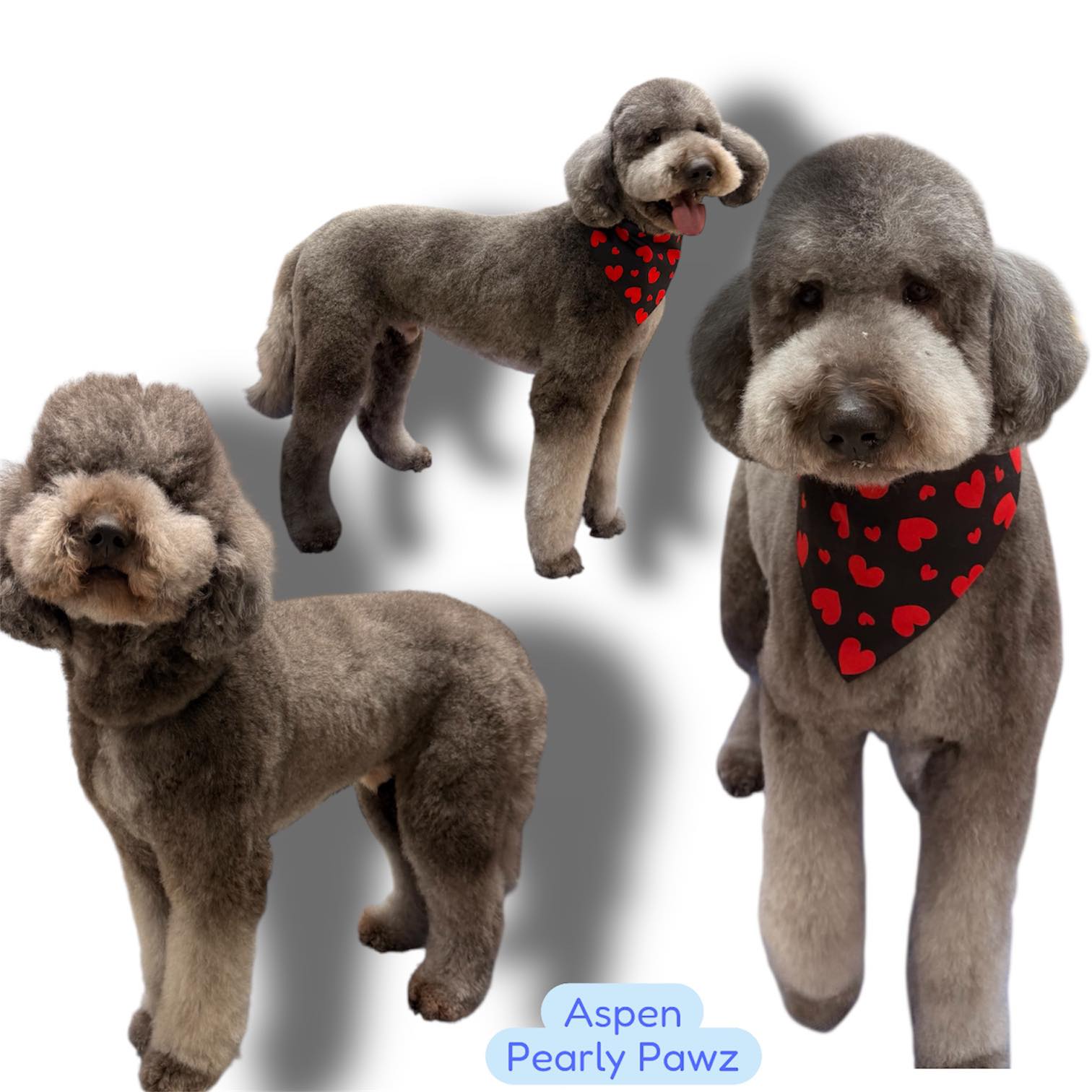 Pearly Pawz Pet Grooming Murfreesboro