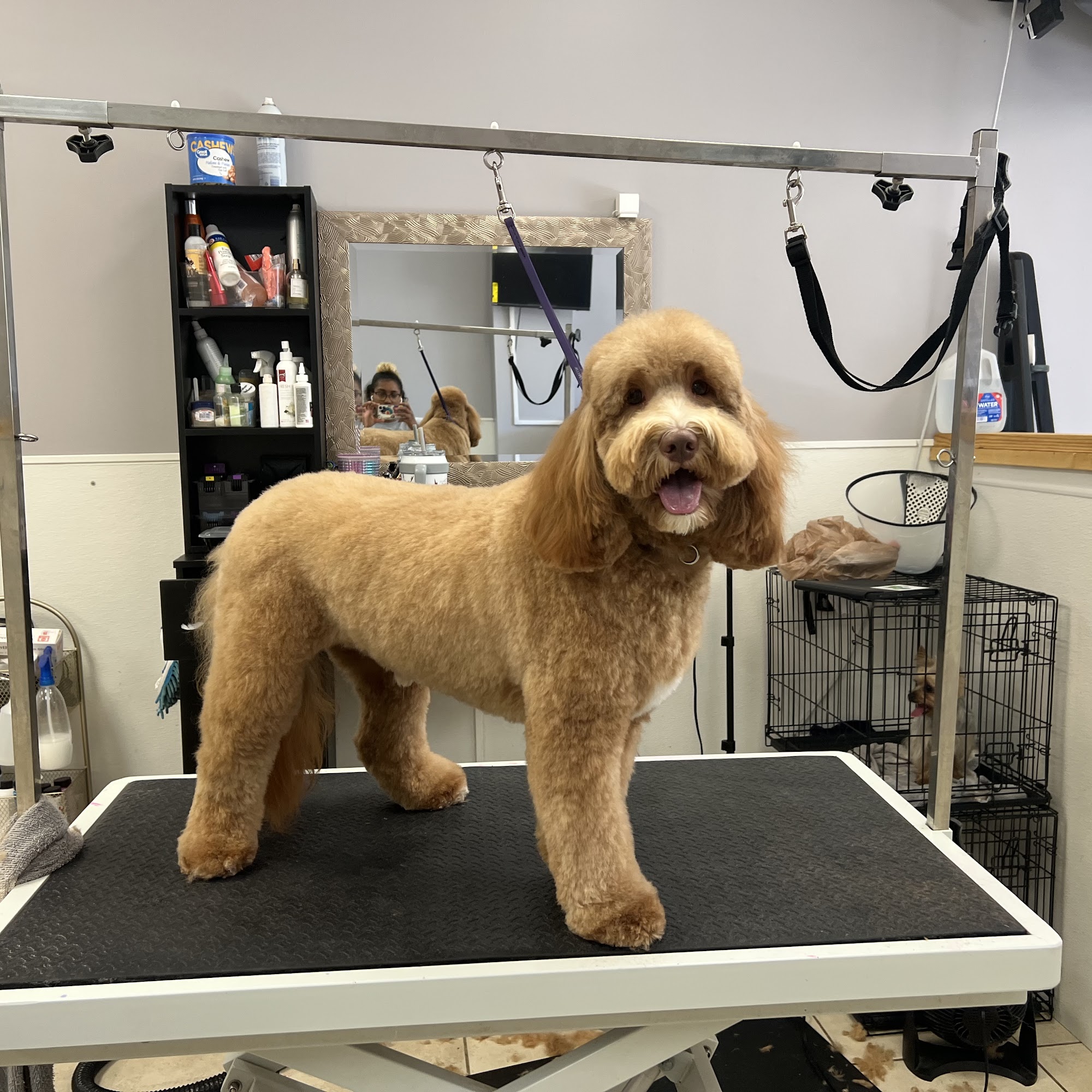 Pearly Pawz Pet Grooming Murfreesboro