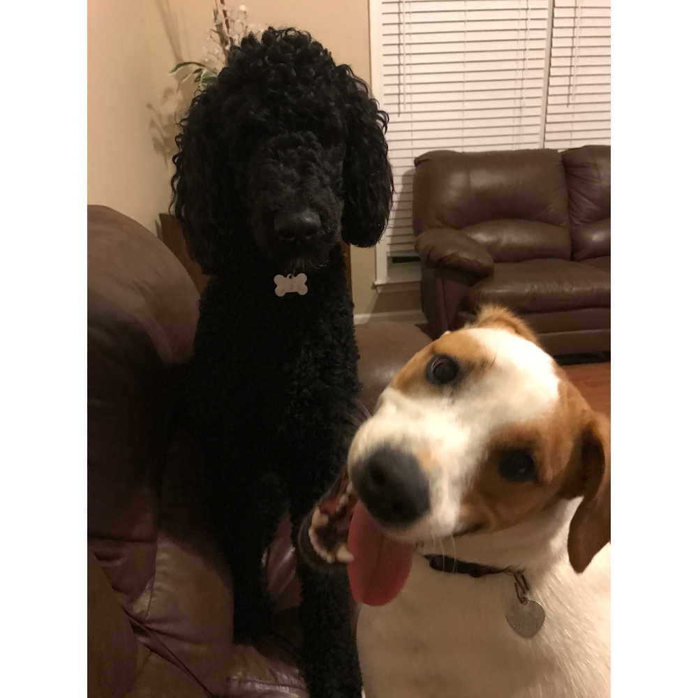 Nicole's Doggie Retreat; In Home Dog Boarding Murfreesboro