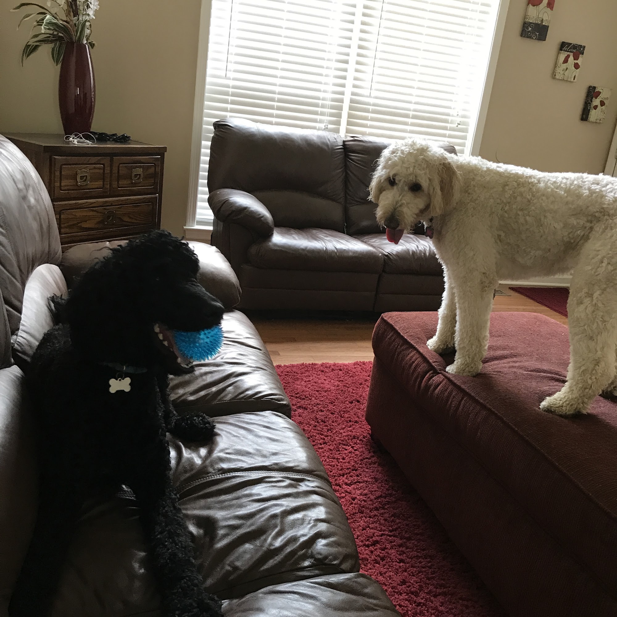 Nicole's Doggie Retreat; In Home Dog Boarding Murfreesboro