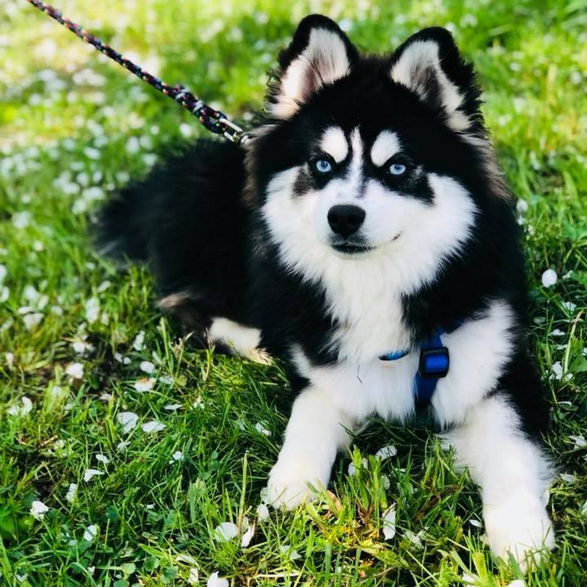 Middle Tennessee Pomskies Murfreesboro