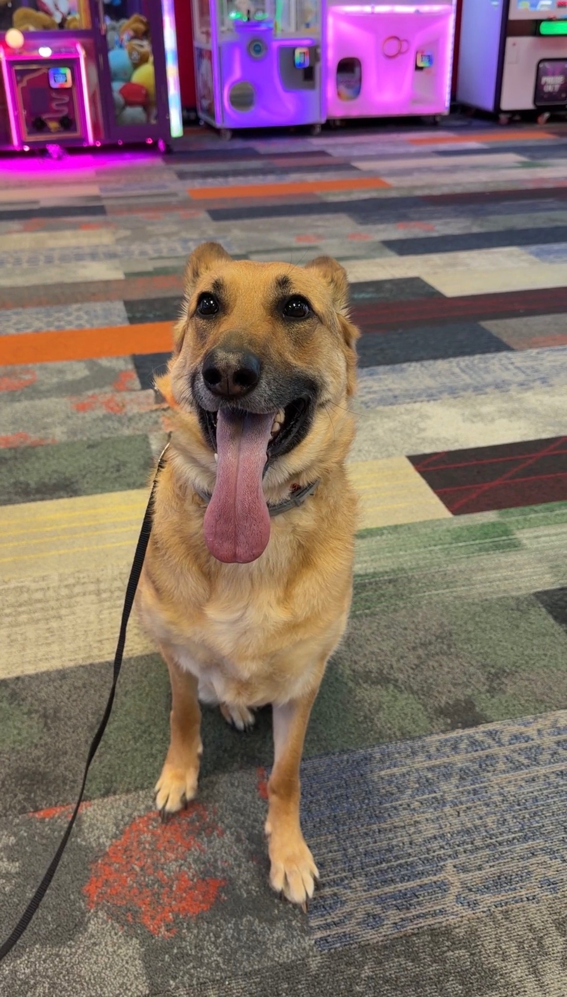 Off Leash K9 Training Nashville/Murfreesboro Tennessee Murfreesboro
