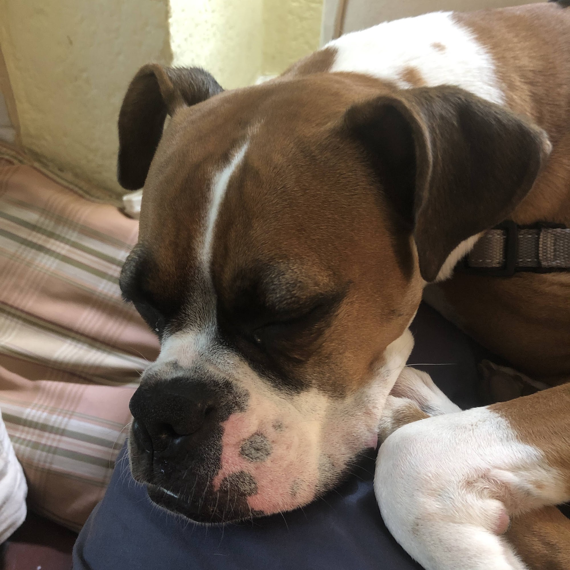 Richland Animal Clinic Nashville