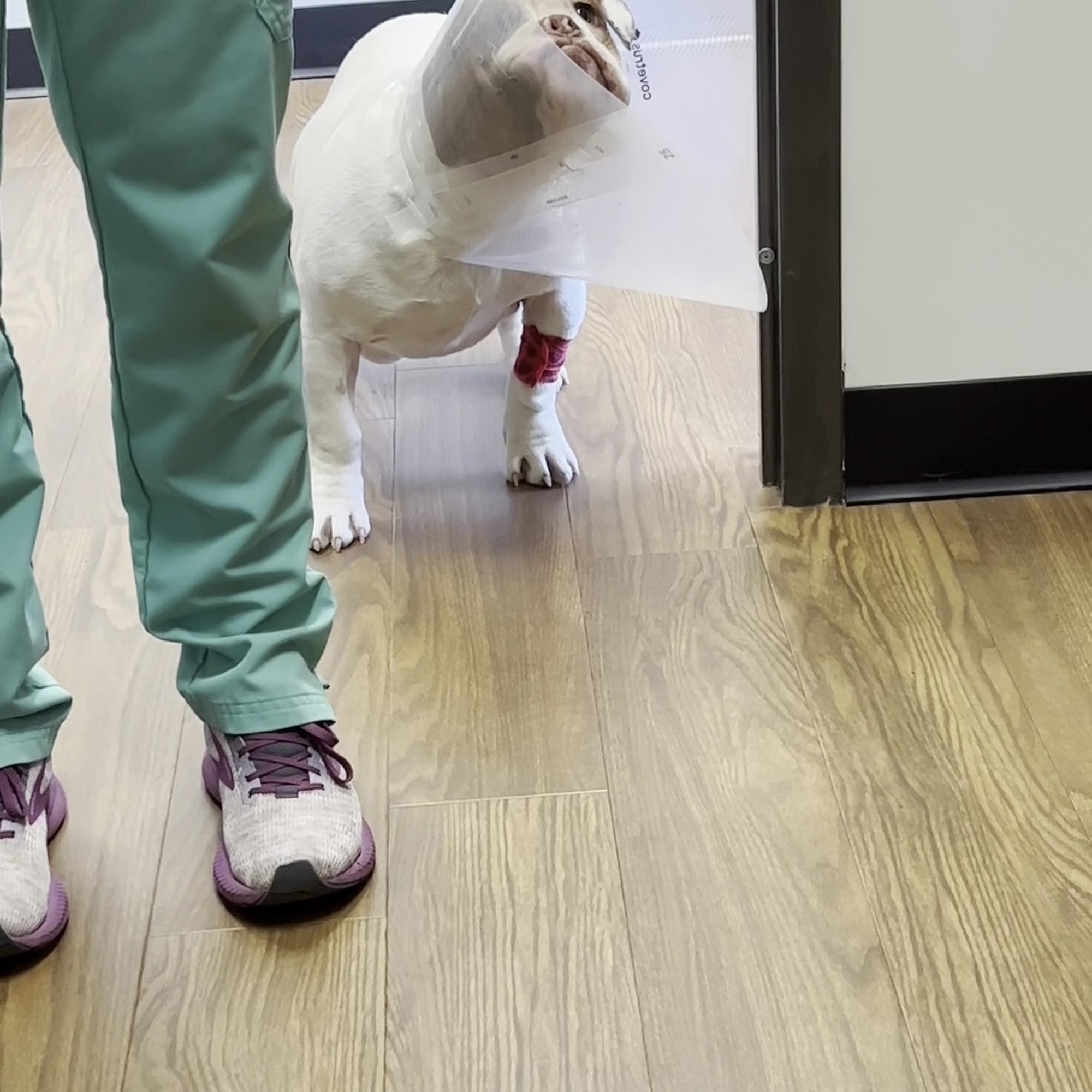 Mobley Veterinary Clinic Nashville