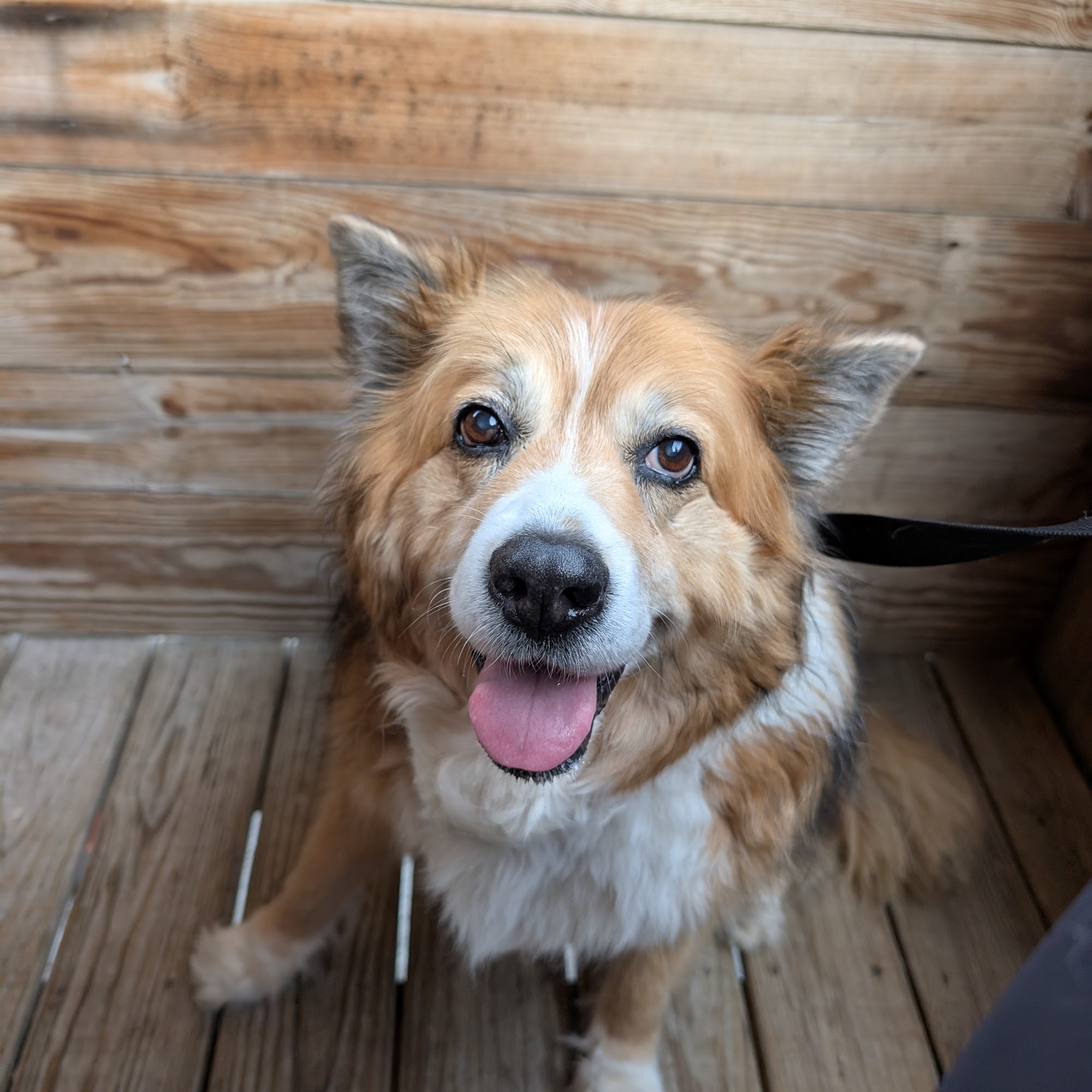 Belmont Animal Hospital Nashville