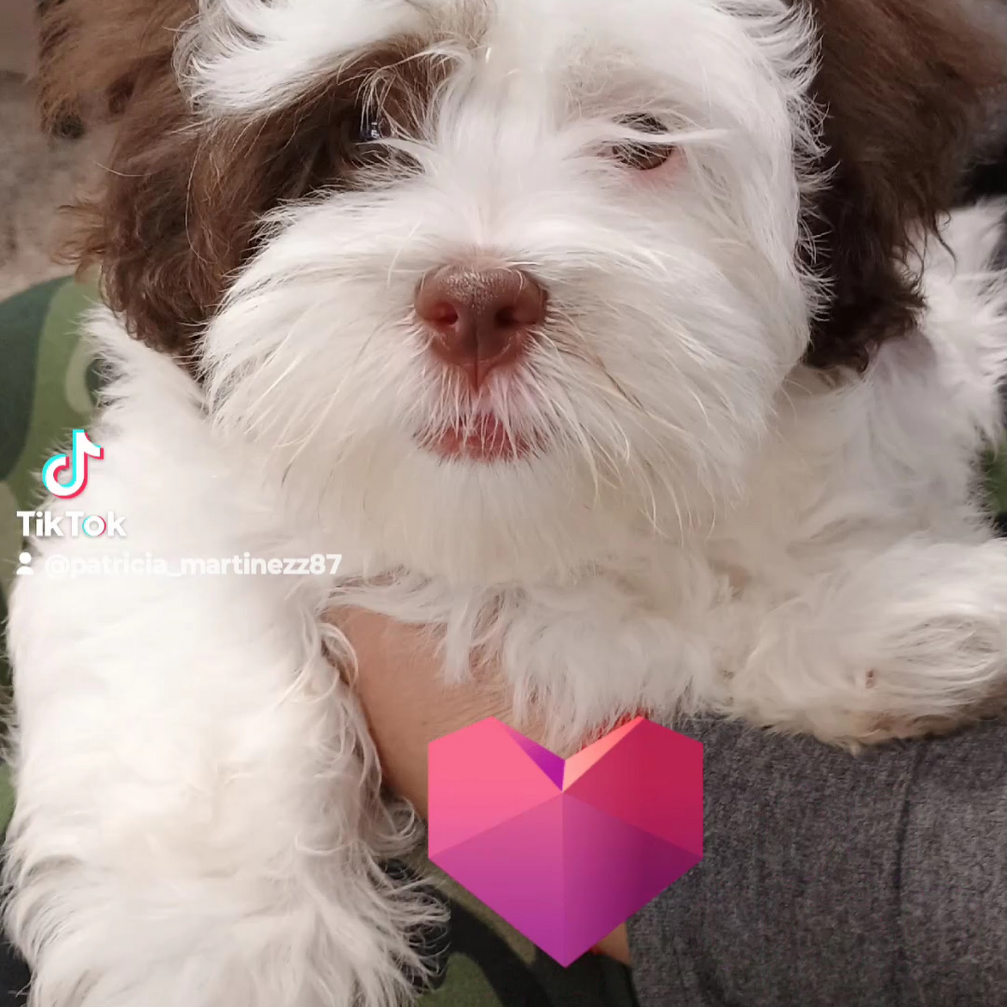 Grassmere Animal Hospital PC Nashville