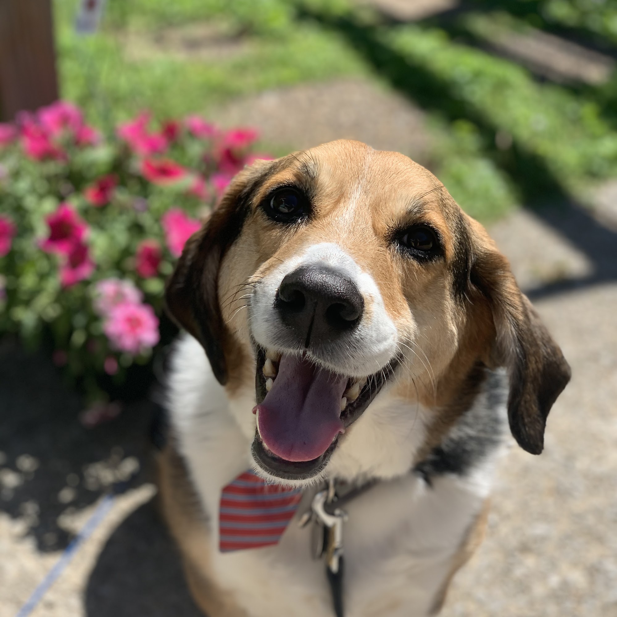 Southside Animal Hospital Nashville