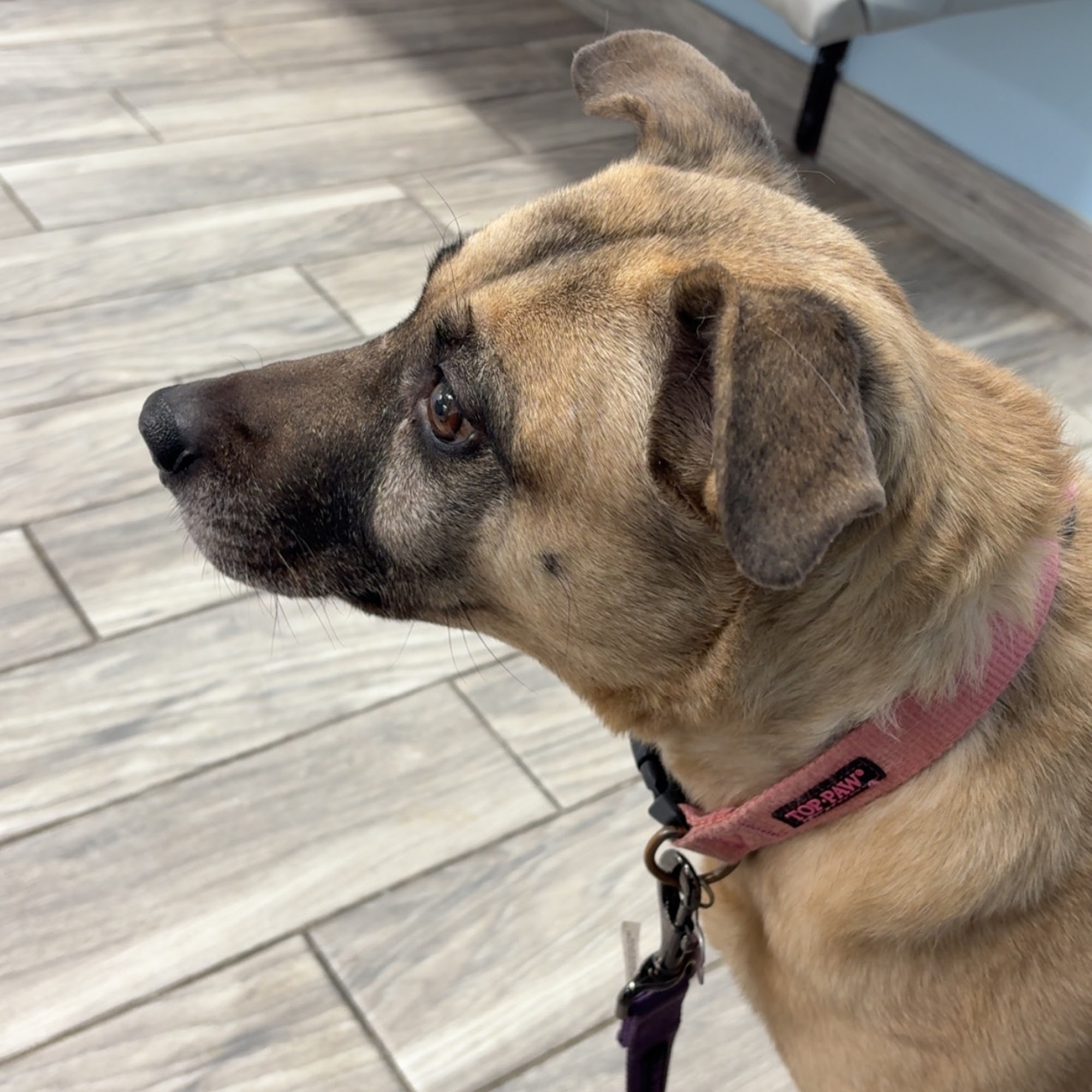 Belle Forest Animal Hospital Nashville