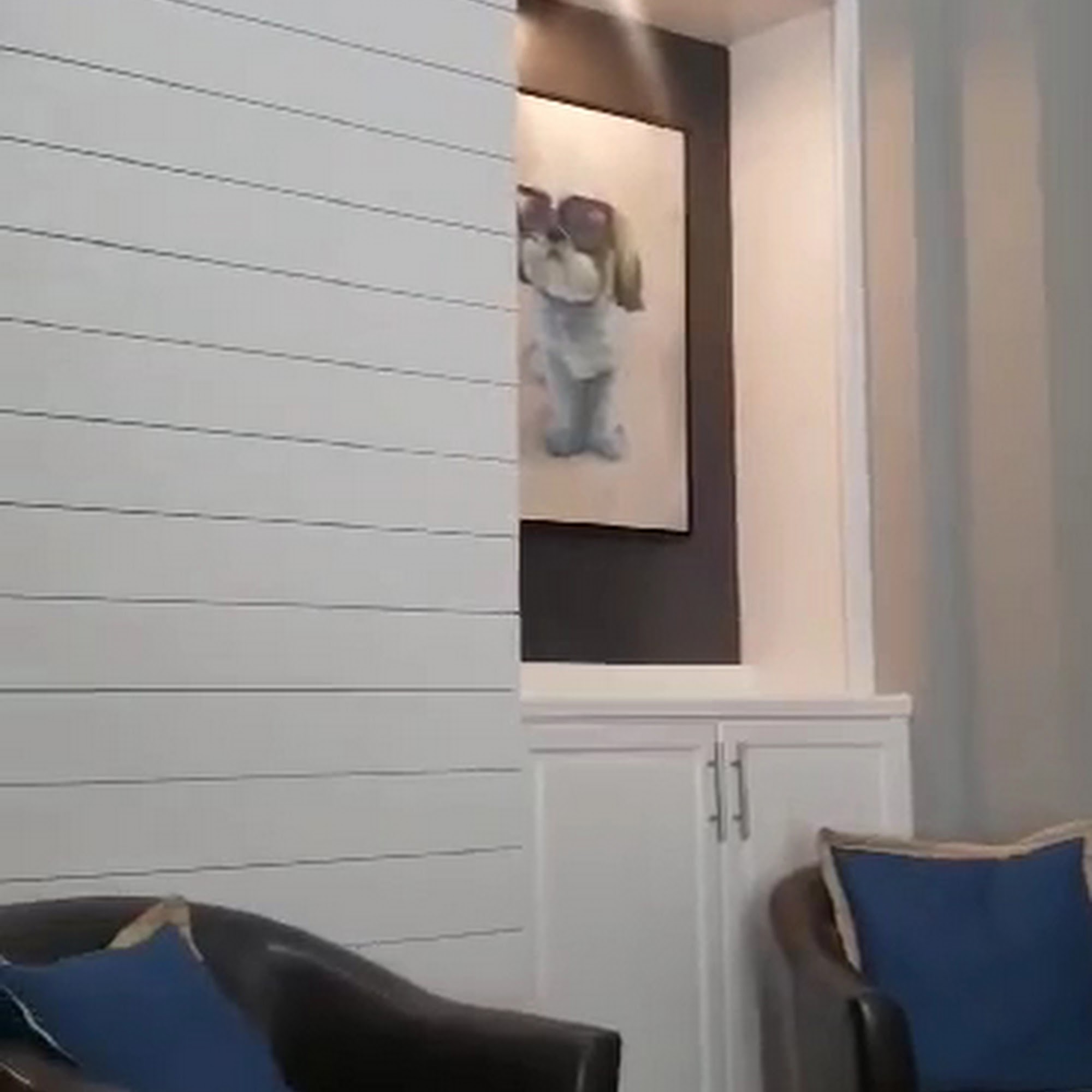 Veterinary Ophthalmology Services Nashville