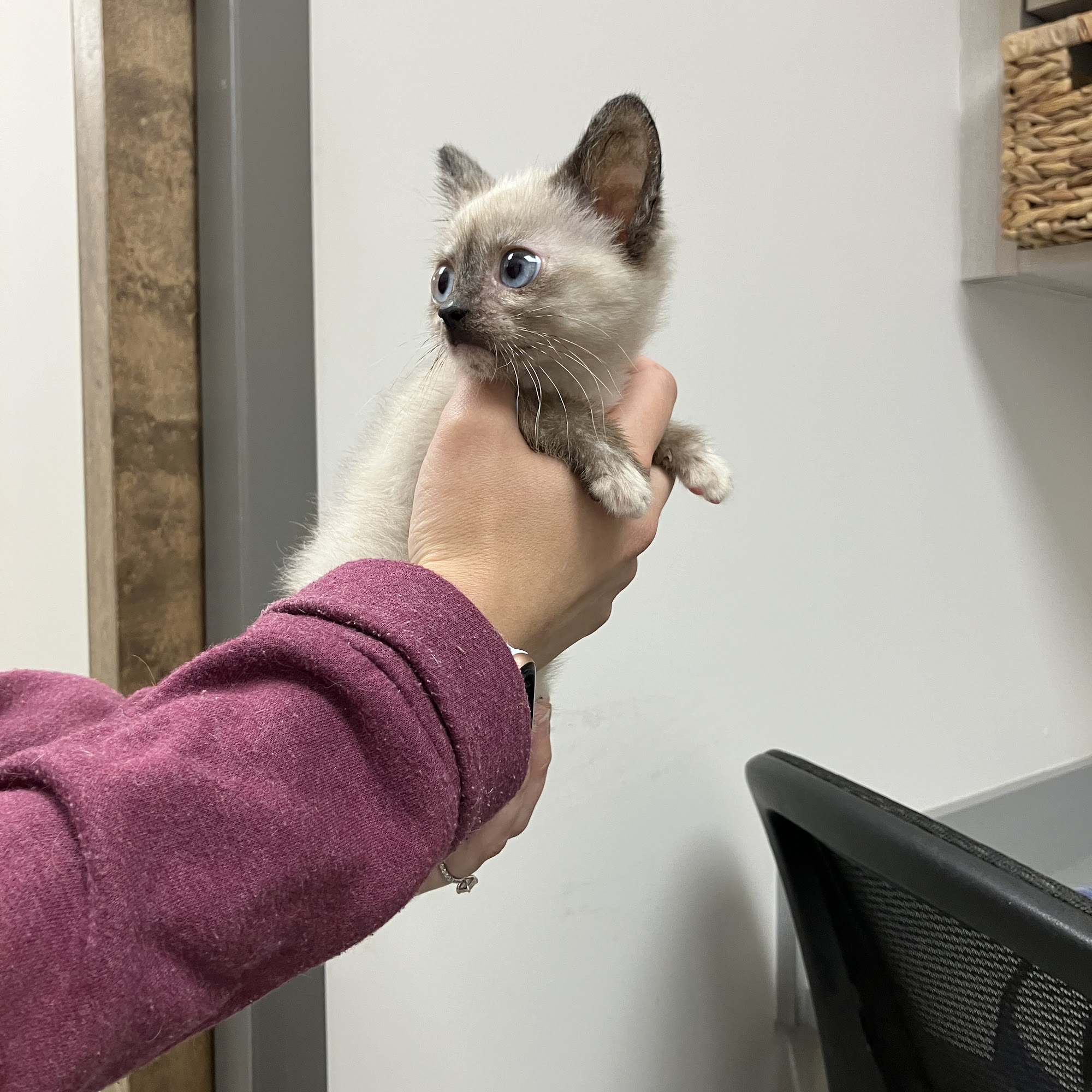 Berry Hill Animal Hospital Nashville