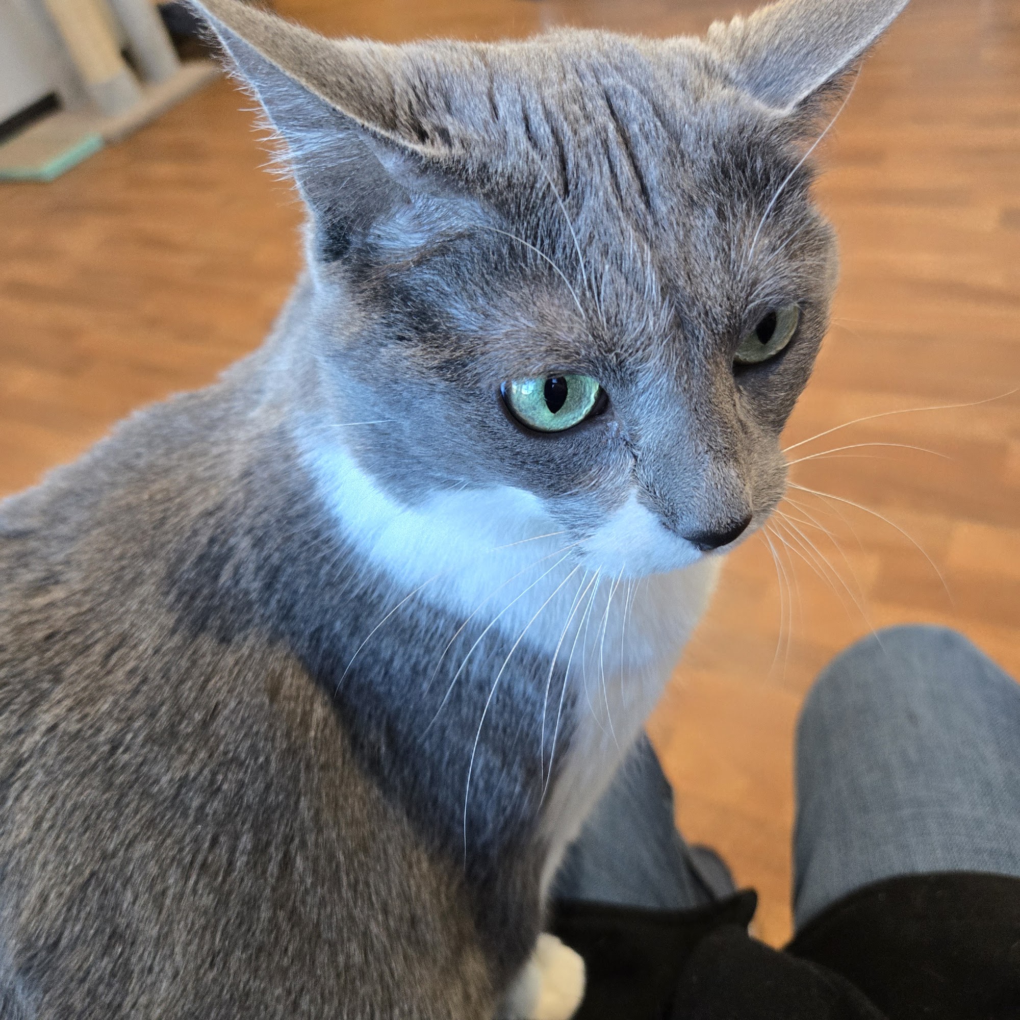 Nashville Cat Clinic Nashville