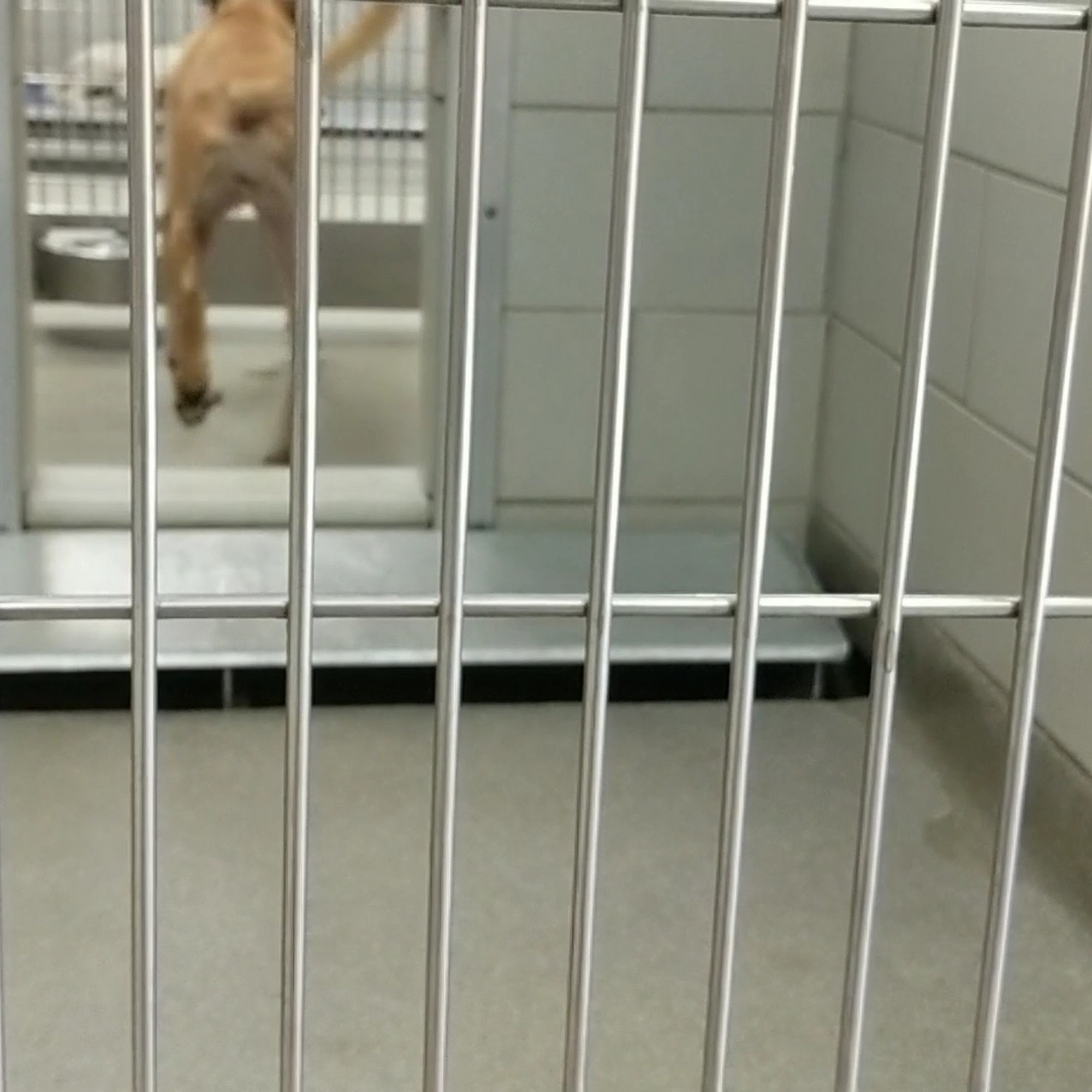 Nashville Humane Association Nashville