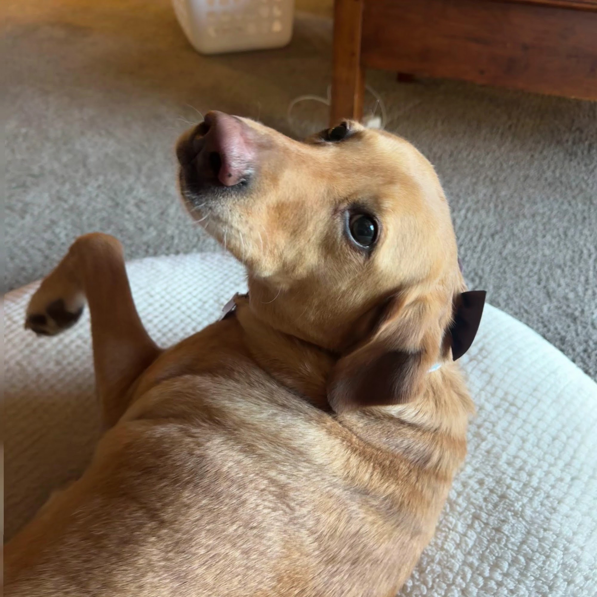 Tidy Dog Pet Salon, LLC Nashville