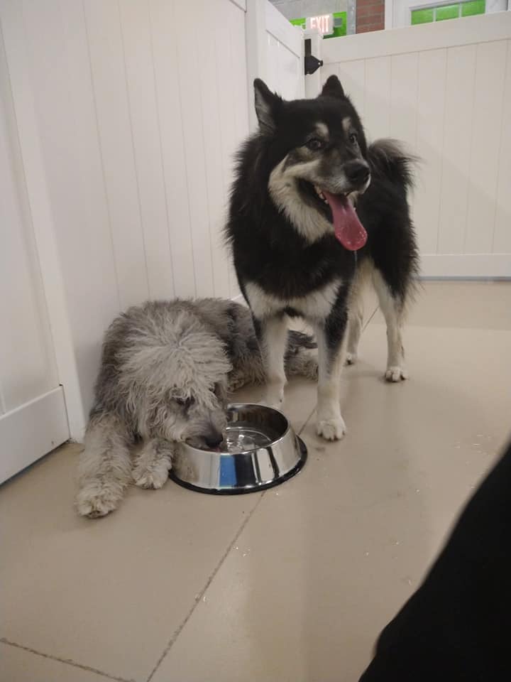 Hounds Town Nashville