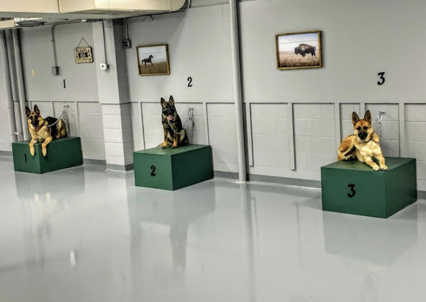 Randy Hare’s Alpha Canine Training Center, Inc. Nashville