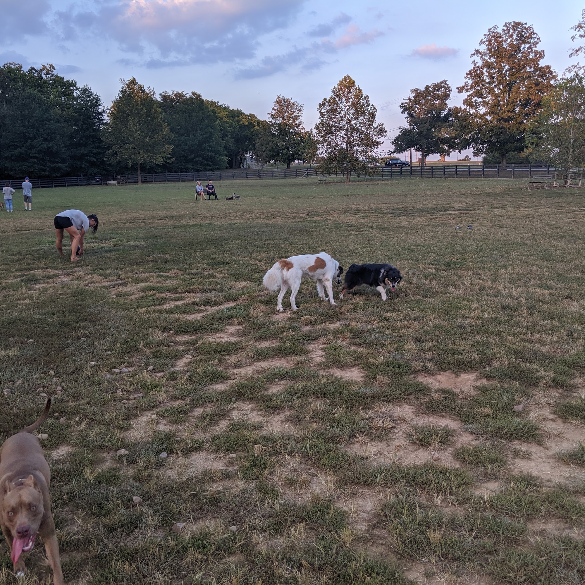 Edwin Warner Dog Park Nashville