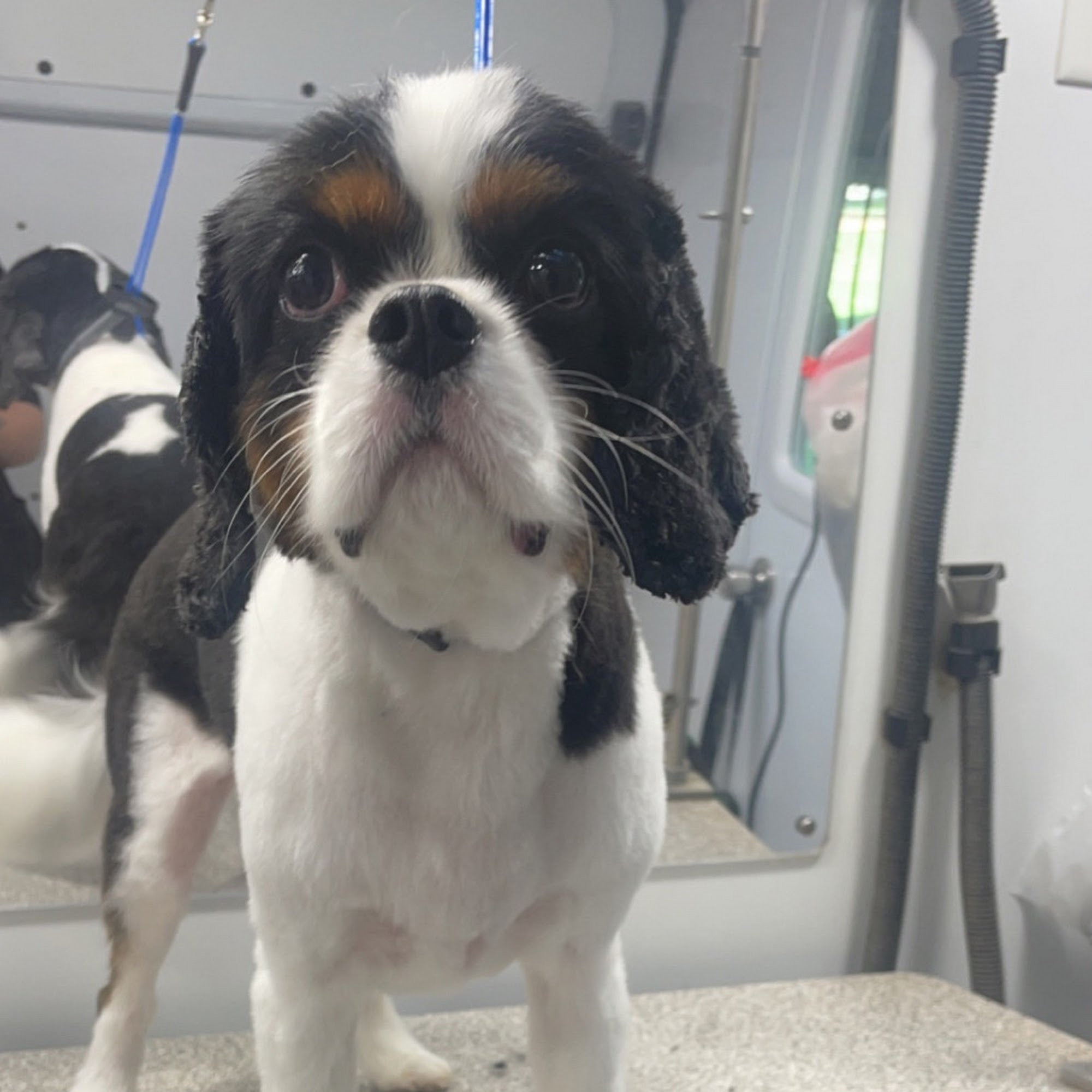 Furry Land Nashville Nashville