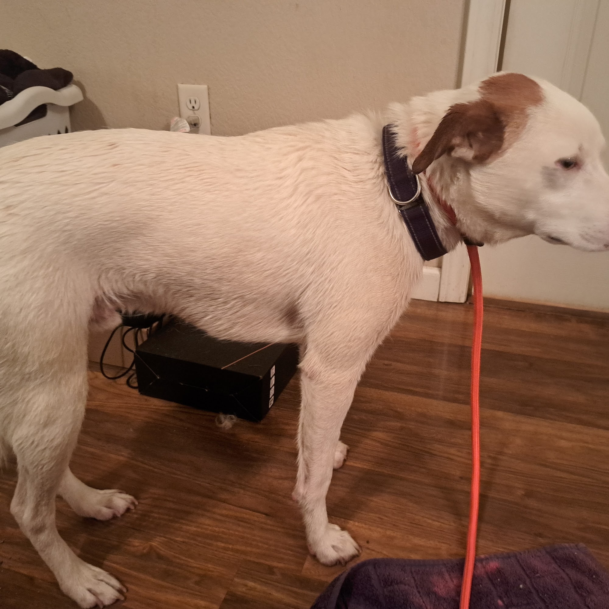 Southern Bells Dog Grooming and Pet sitter Newport