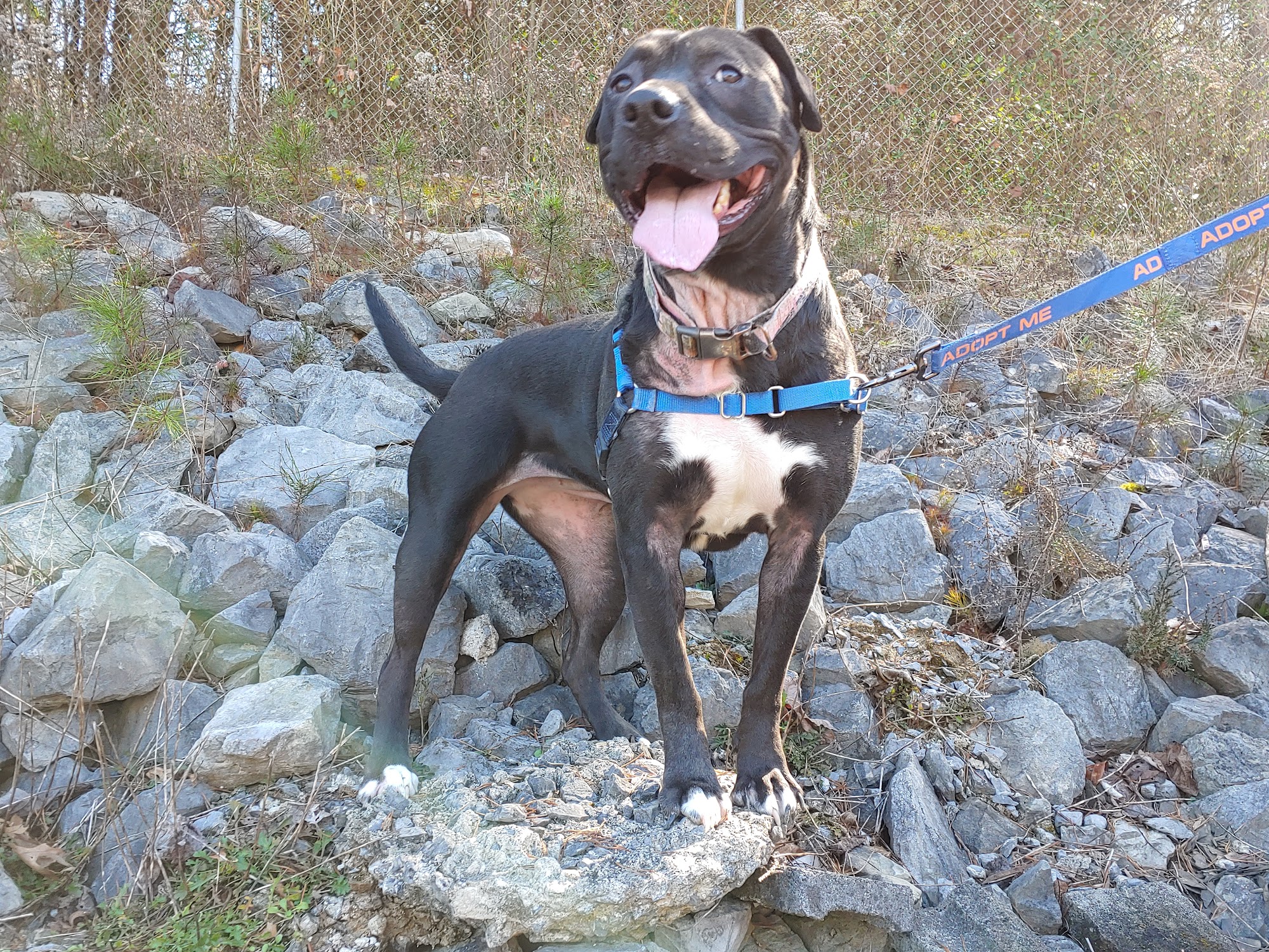 Smoky Mountain Humane Society Newport