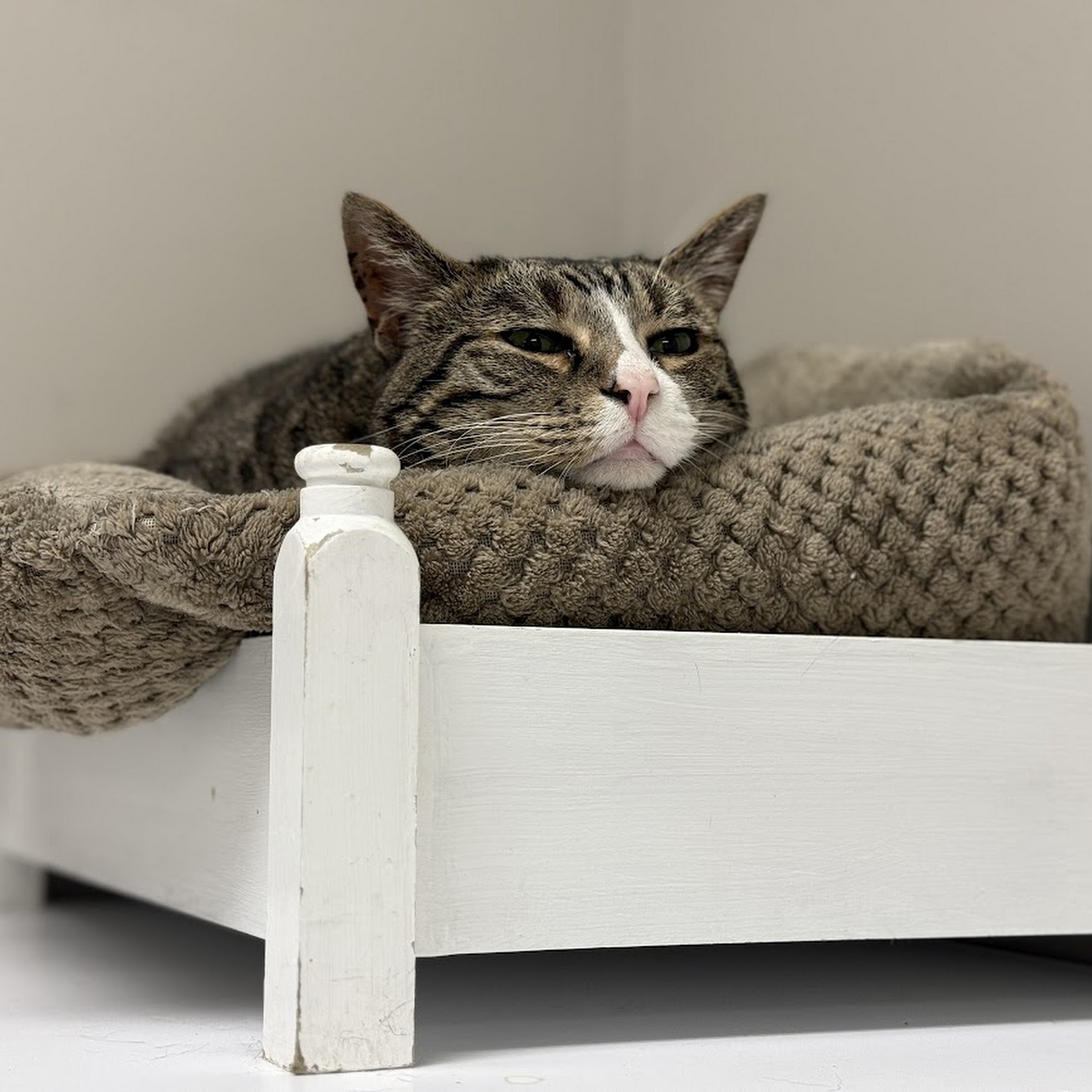 Mill Creek Animal Hospital Nolensville