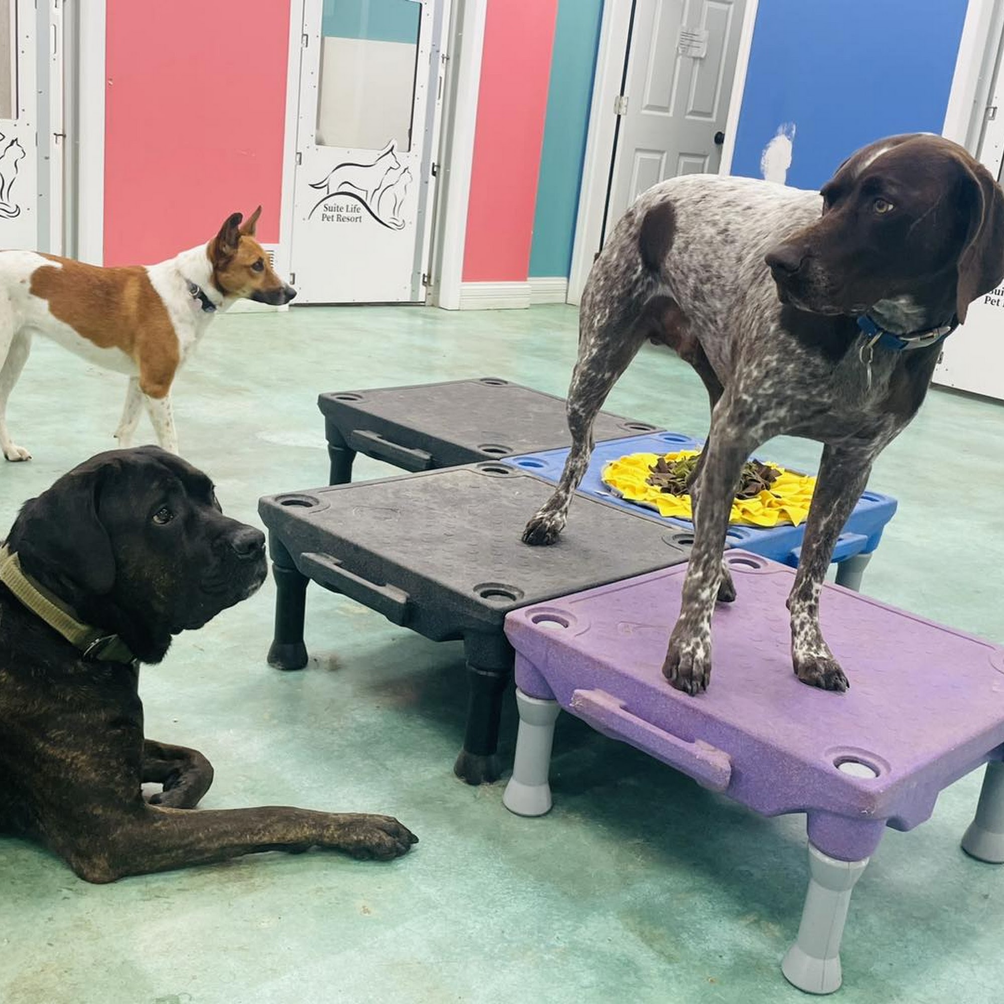 Suite Life Pet Resort Oak Ridge