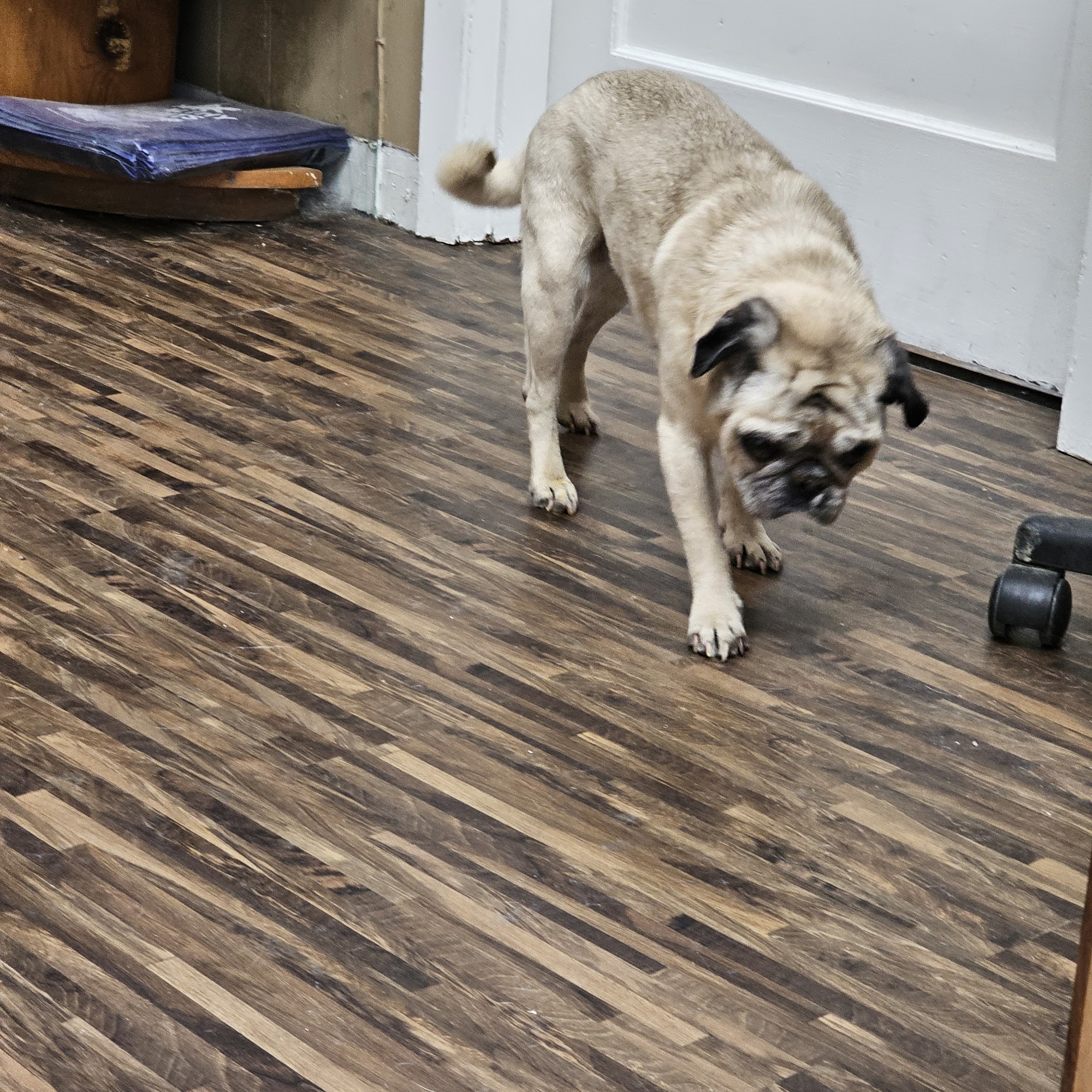 Highland Veterinary Hospital Oneida