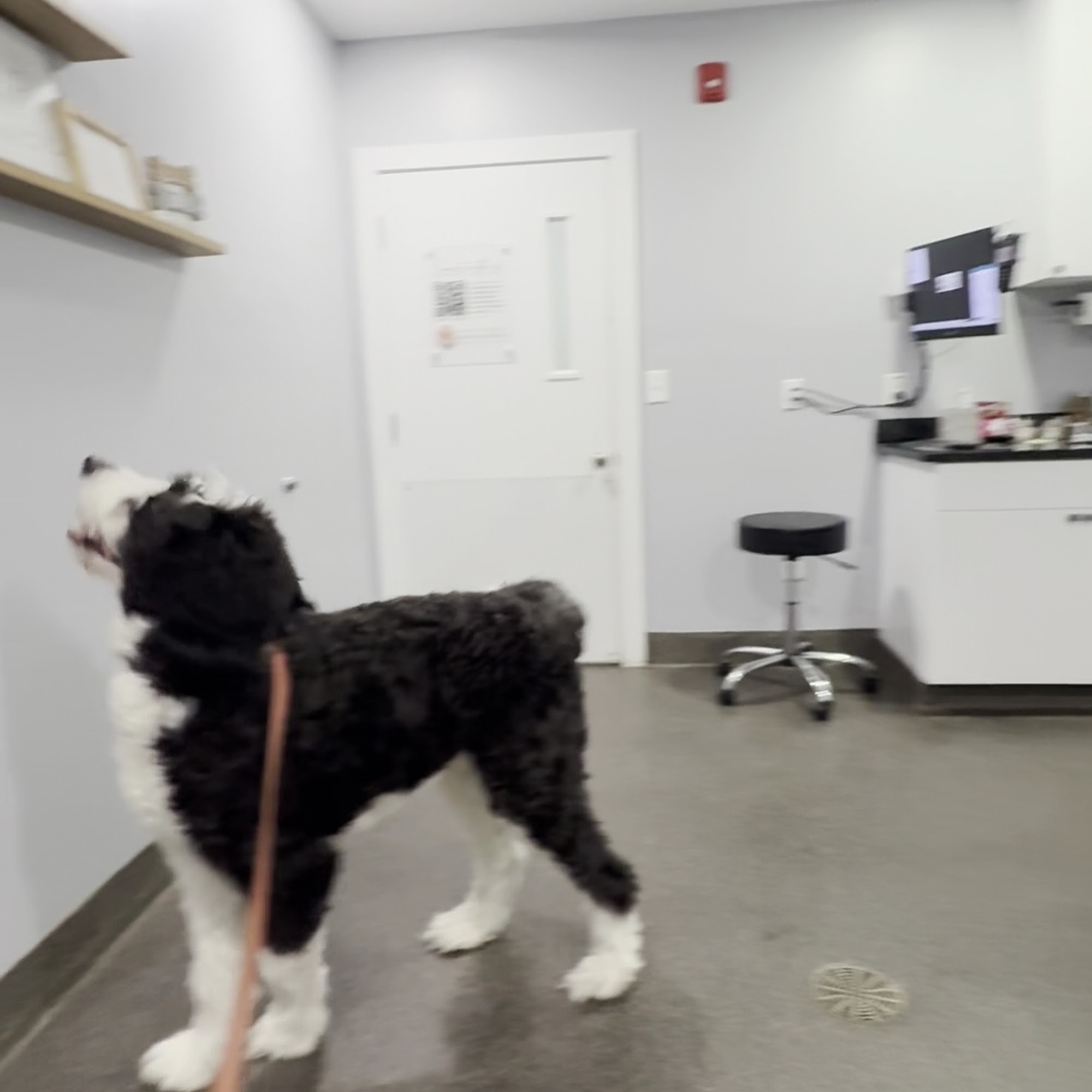 Animal Medical Professionals Ooltewah