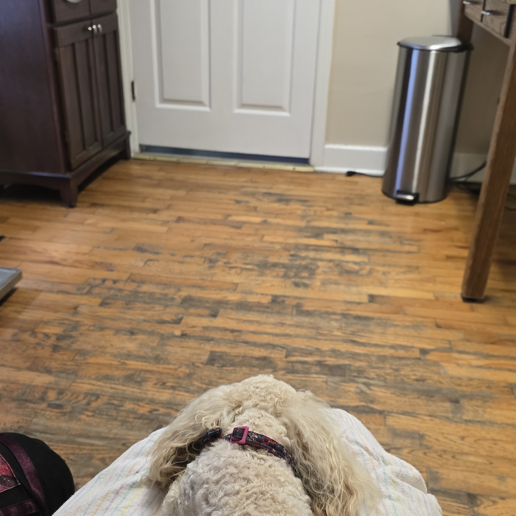 Lakeway Animal Clinic Paris