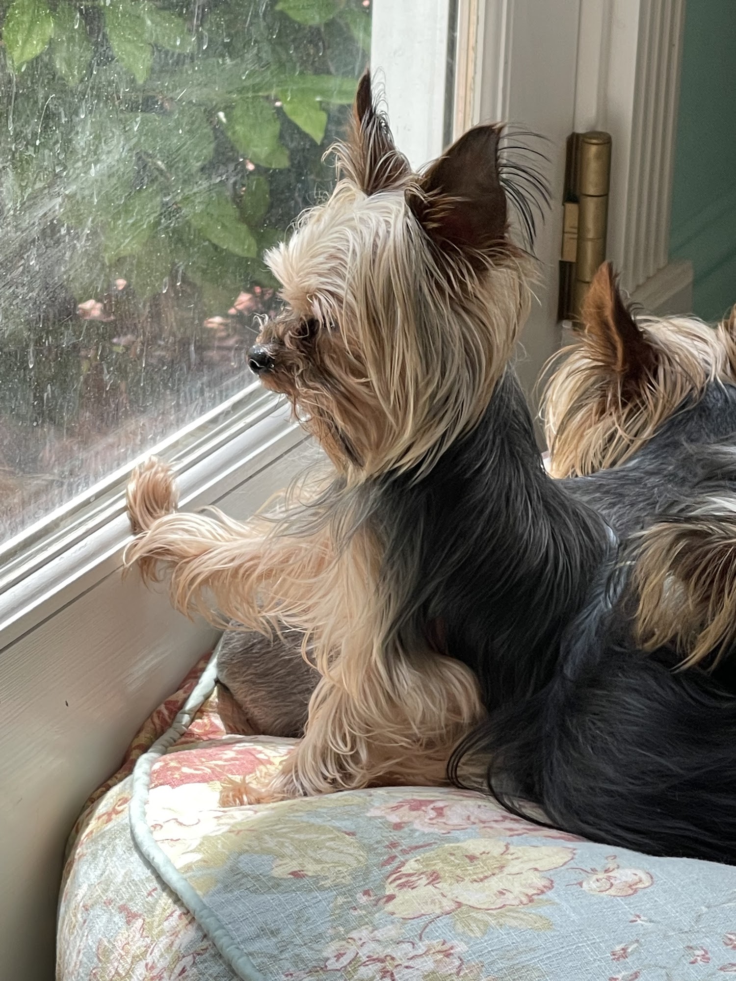 Paris Veterinary Clinic Paris