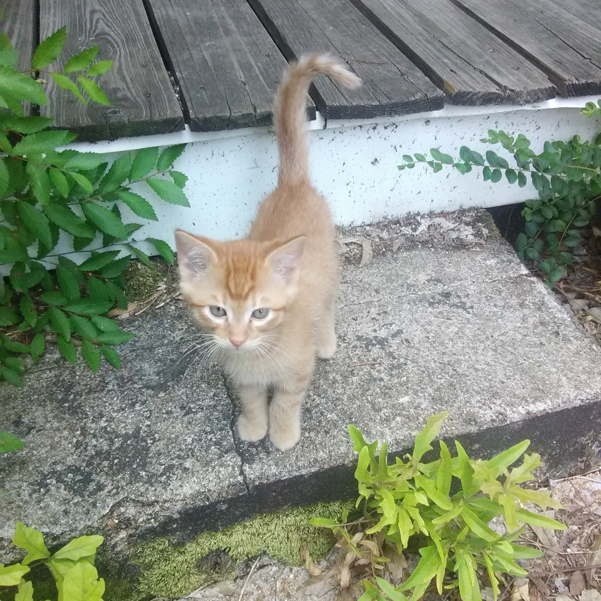 Paris Veterinary Clinic Paris