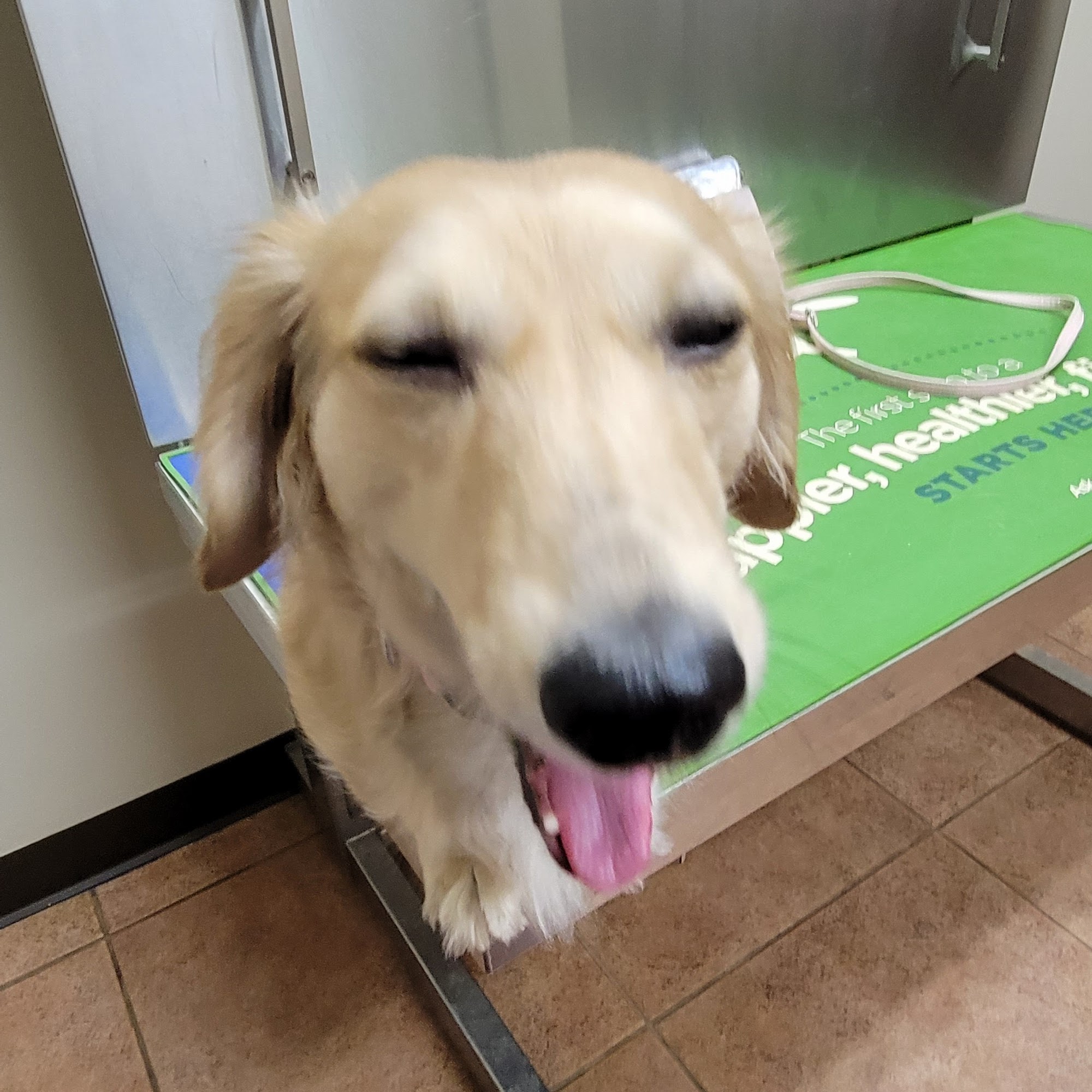 Mineral Wells Animal Clinic Paris