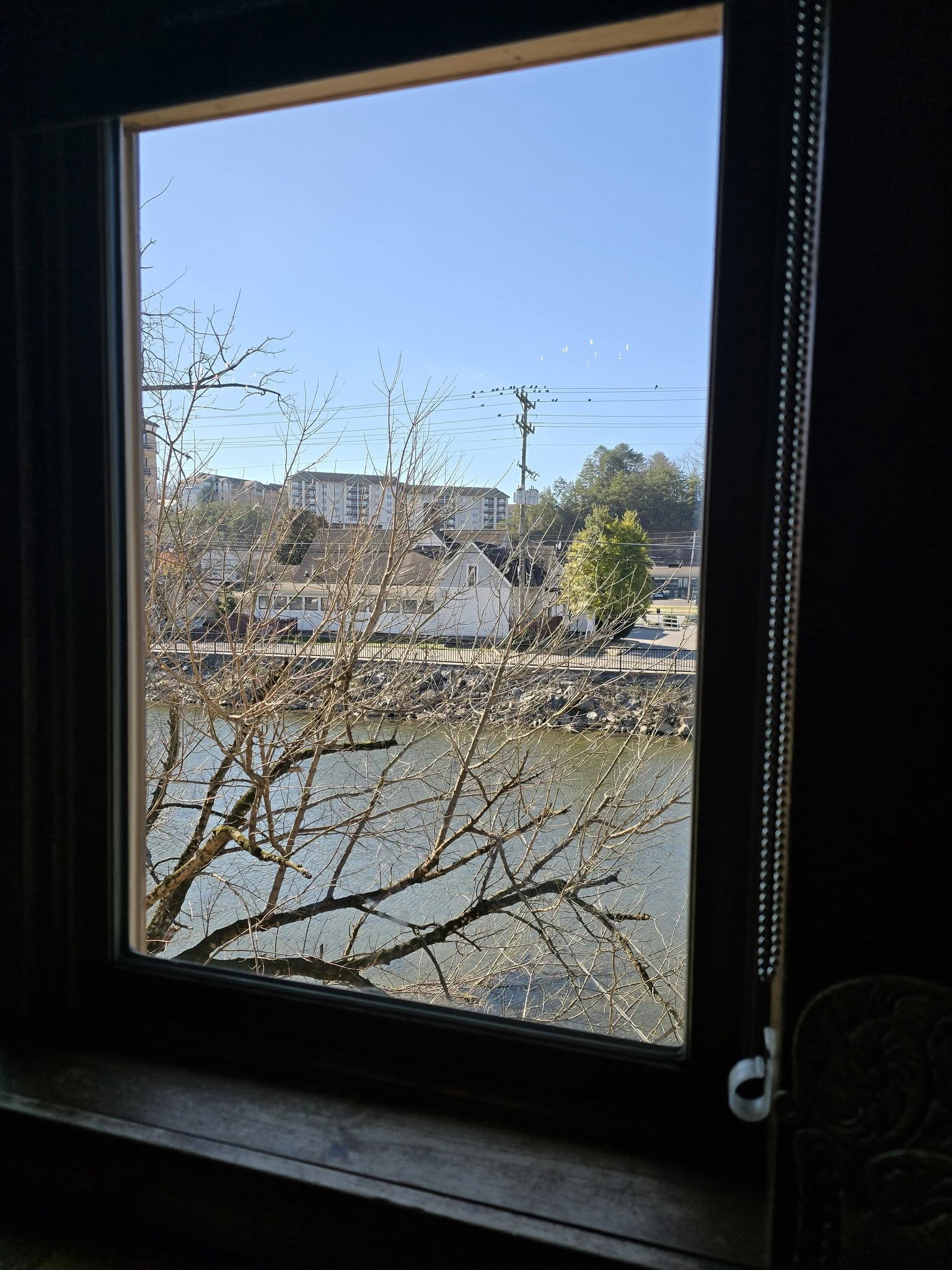 Lil Black Bear Cafe Pigeon Forge