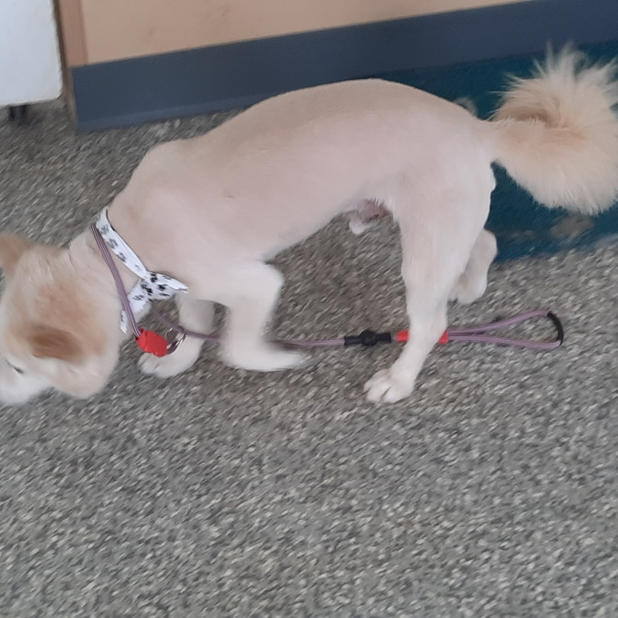 Pikeville Pampered Paws 22 Riverview Ave, Pikeville Tennessee 37367