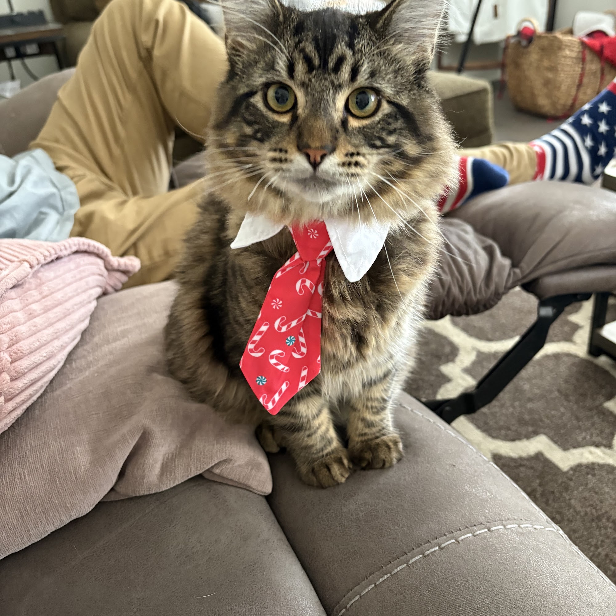 Appalachian Animal Hospital Piney Flats