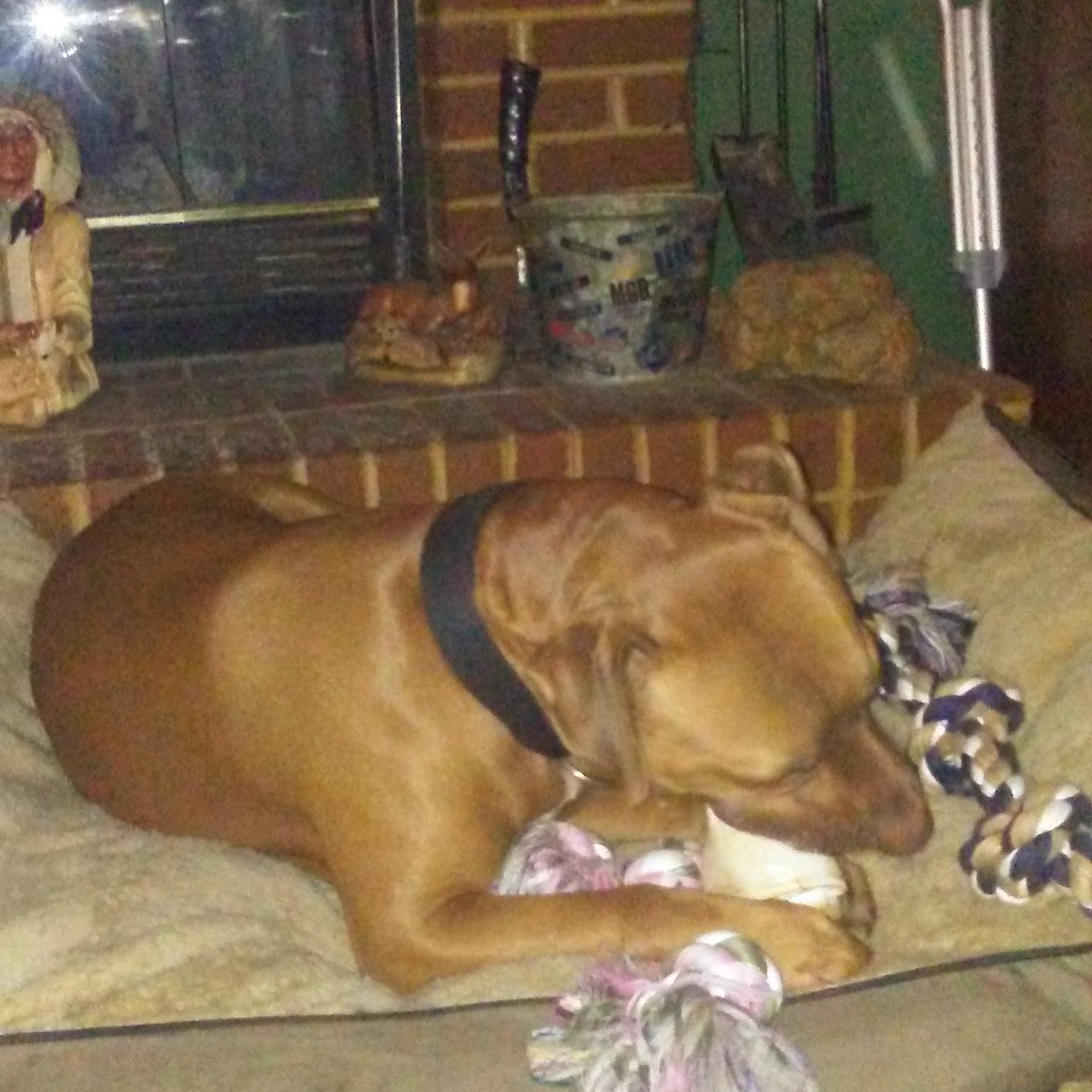 Pleasant View Animal Hospital Pleasant View