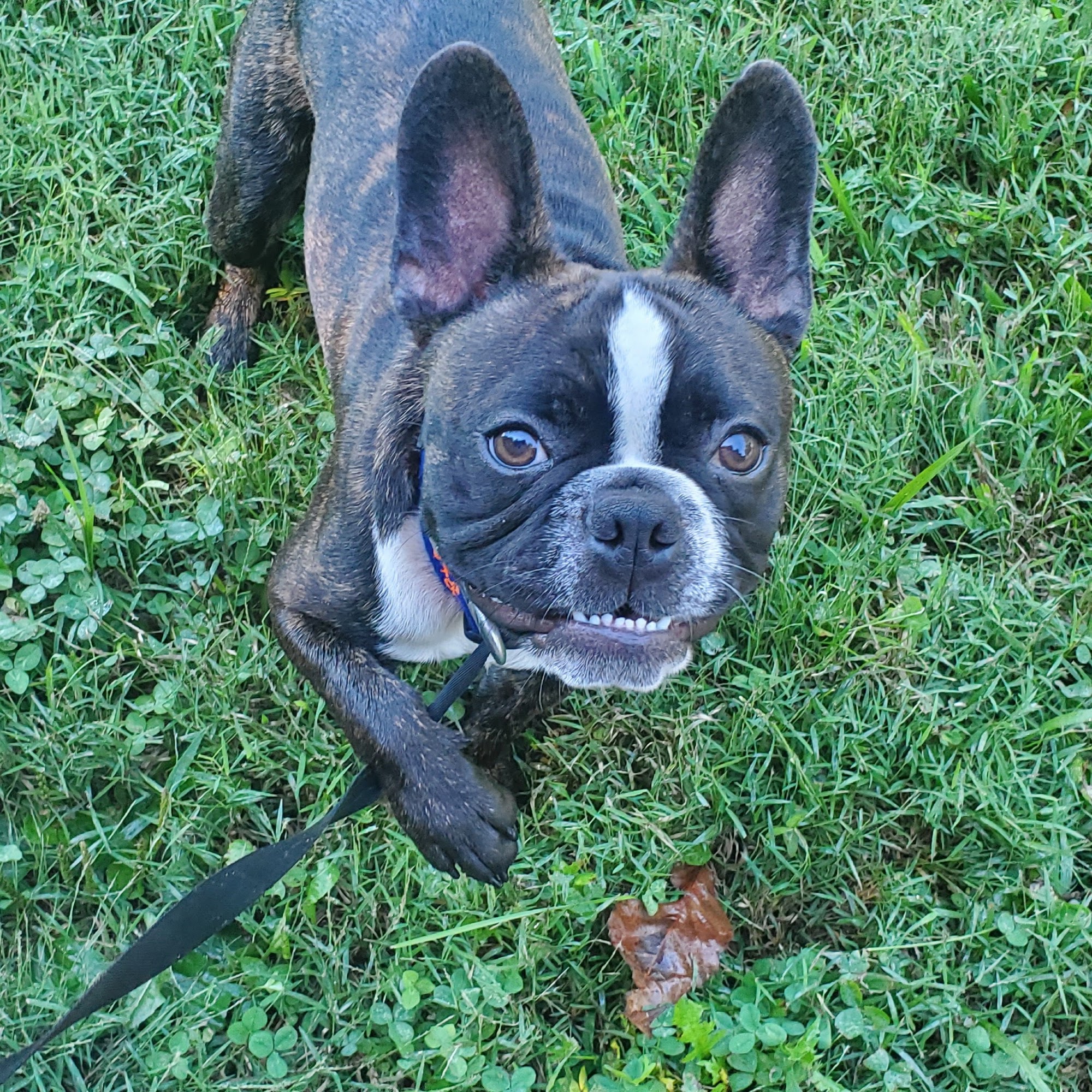 Tail Waggers Portland