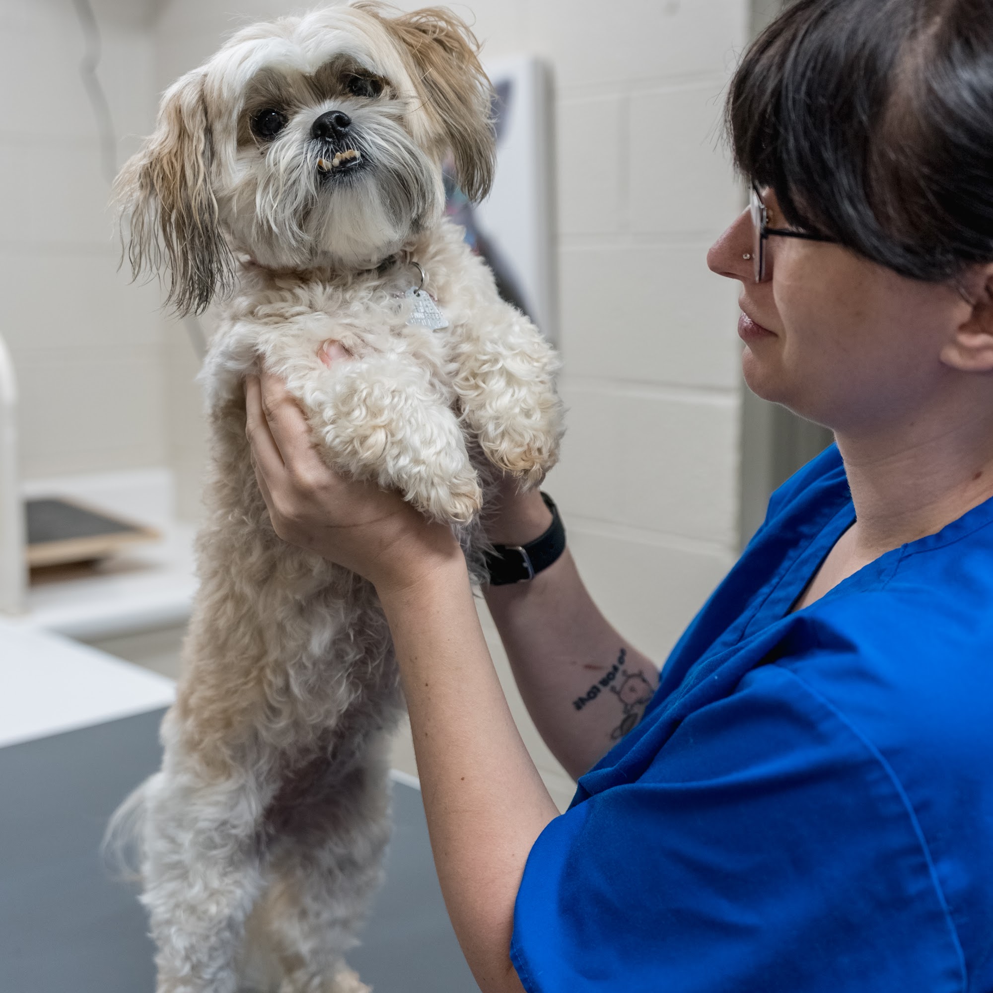 Powell Animal Hospital, A Thrive Pet Healthcare Partner Powell