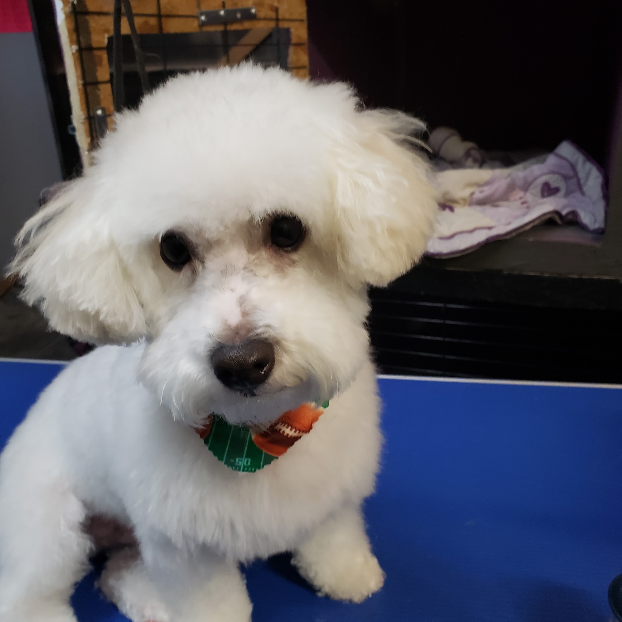 sitt'n pretty grooming Powell