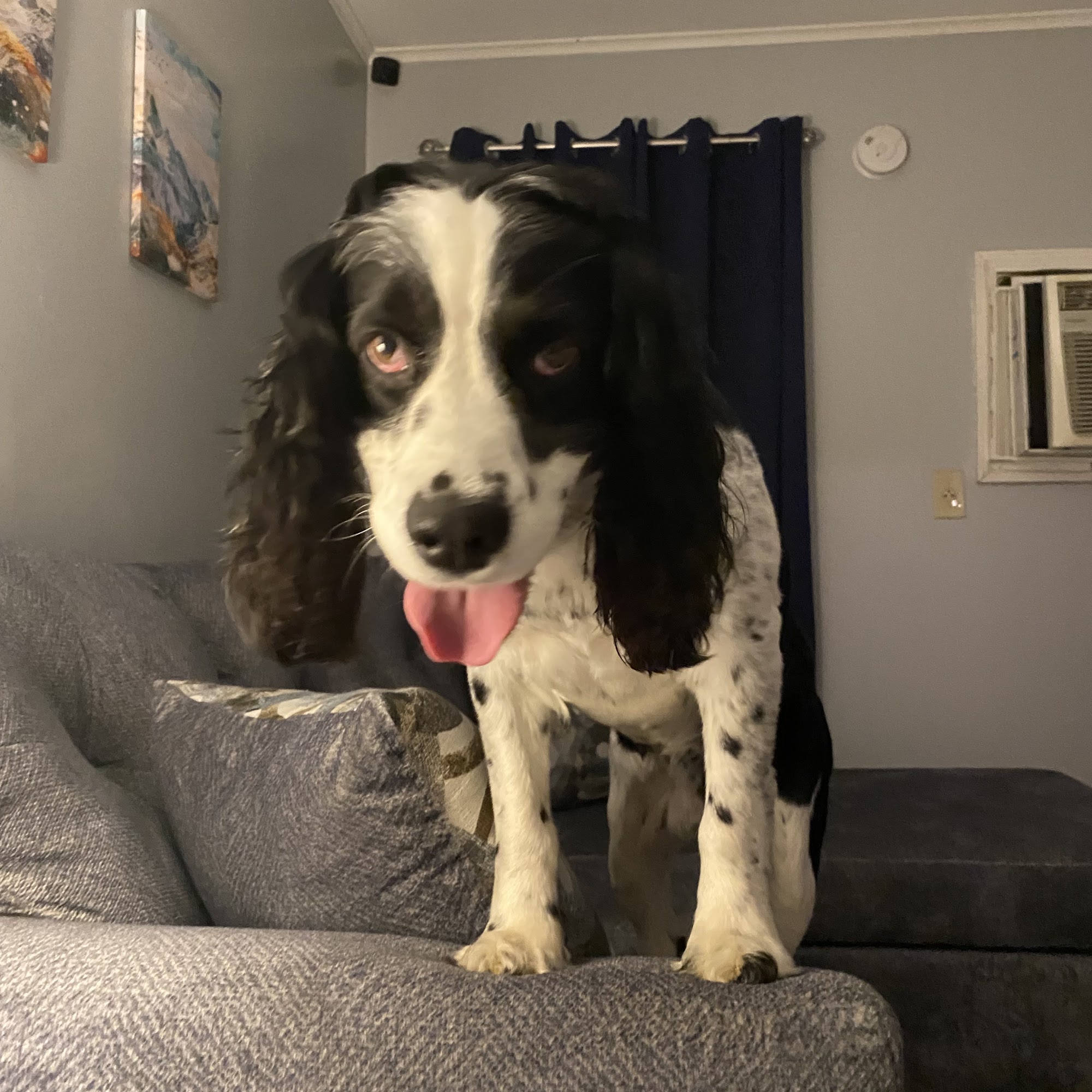 Animal Care Hospital Ripley