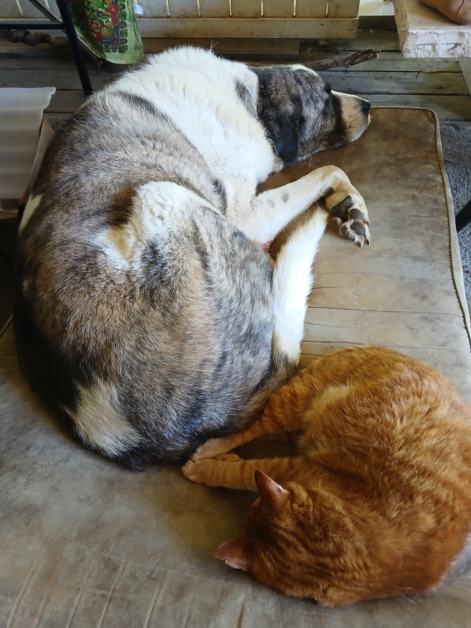 Rogersville Animal Hospital, Dr . Slaughters Rogersville
